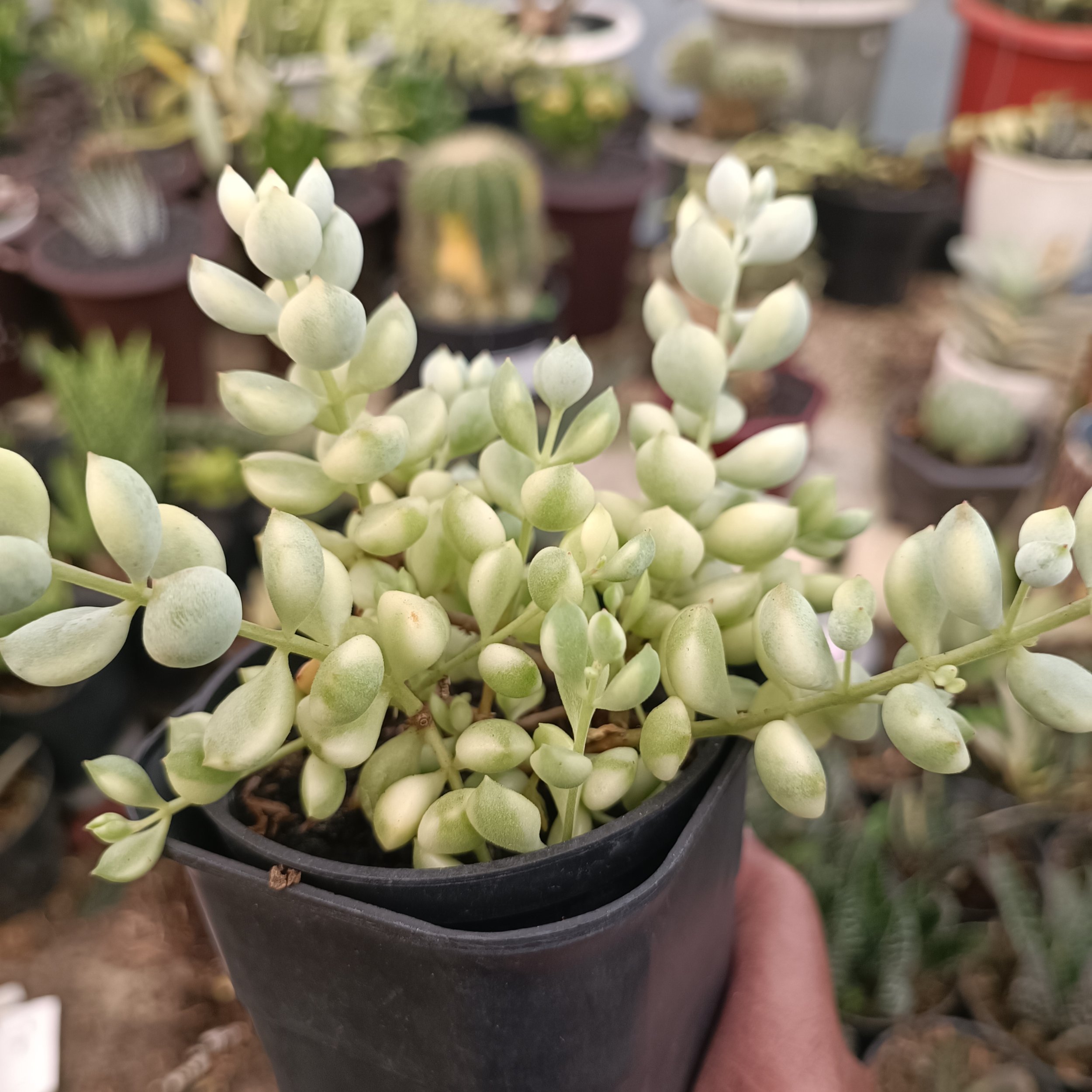 2377. Cotyledon Pendens Variegated - Image 4