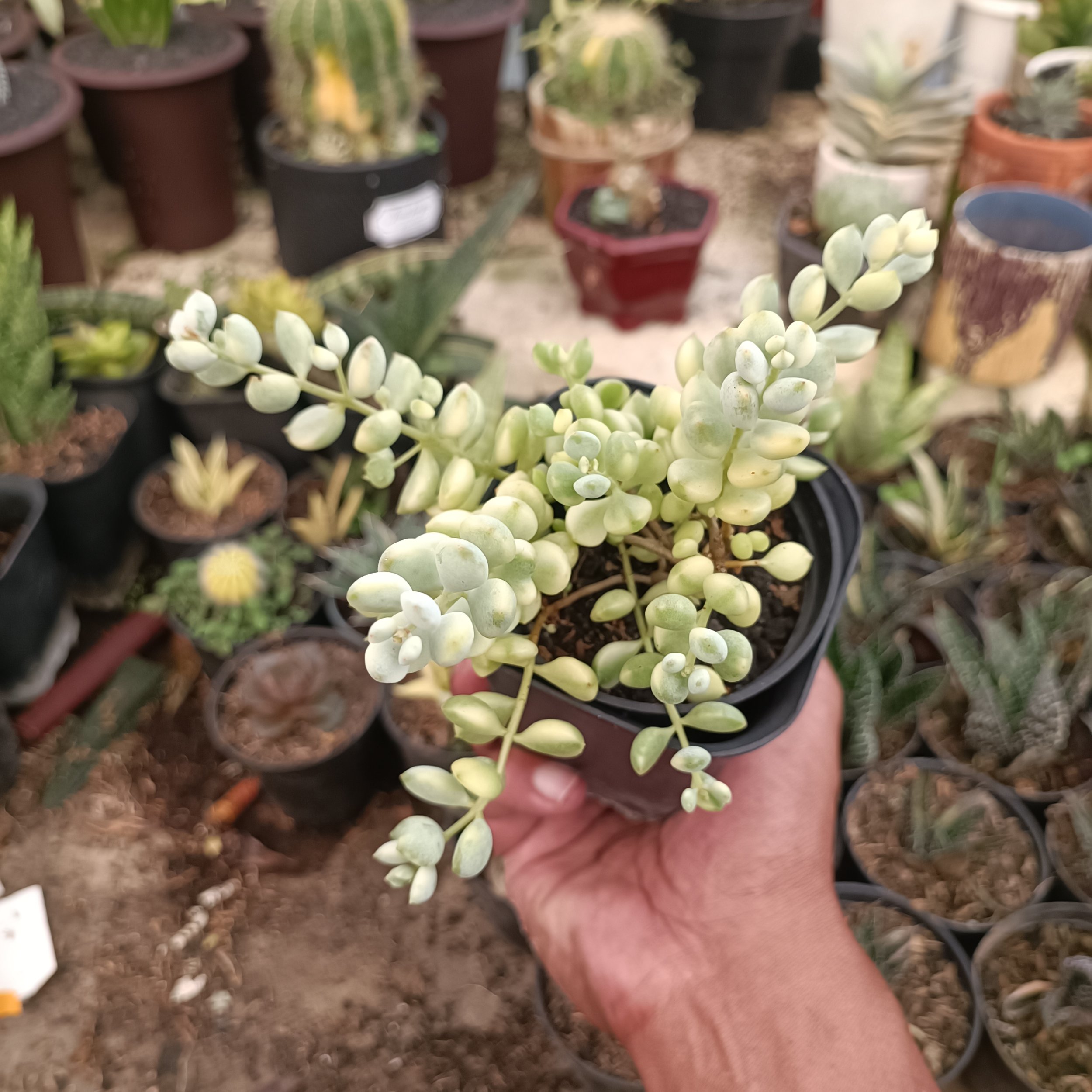 2377. Cotyledon Pendens Variegated - Image 5