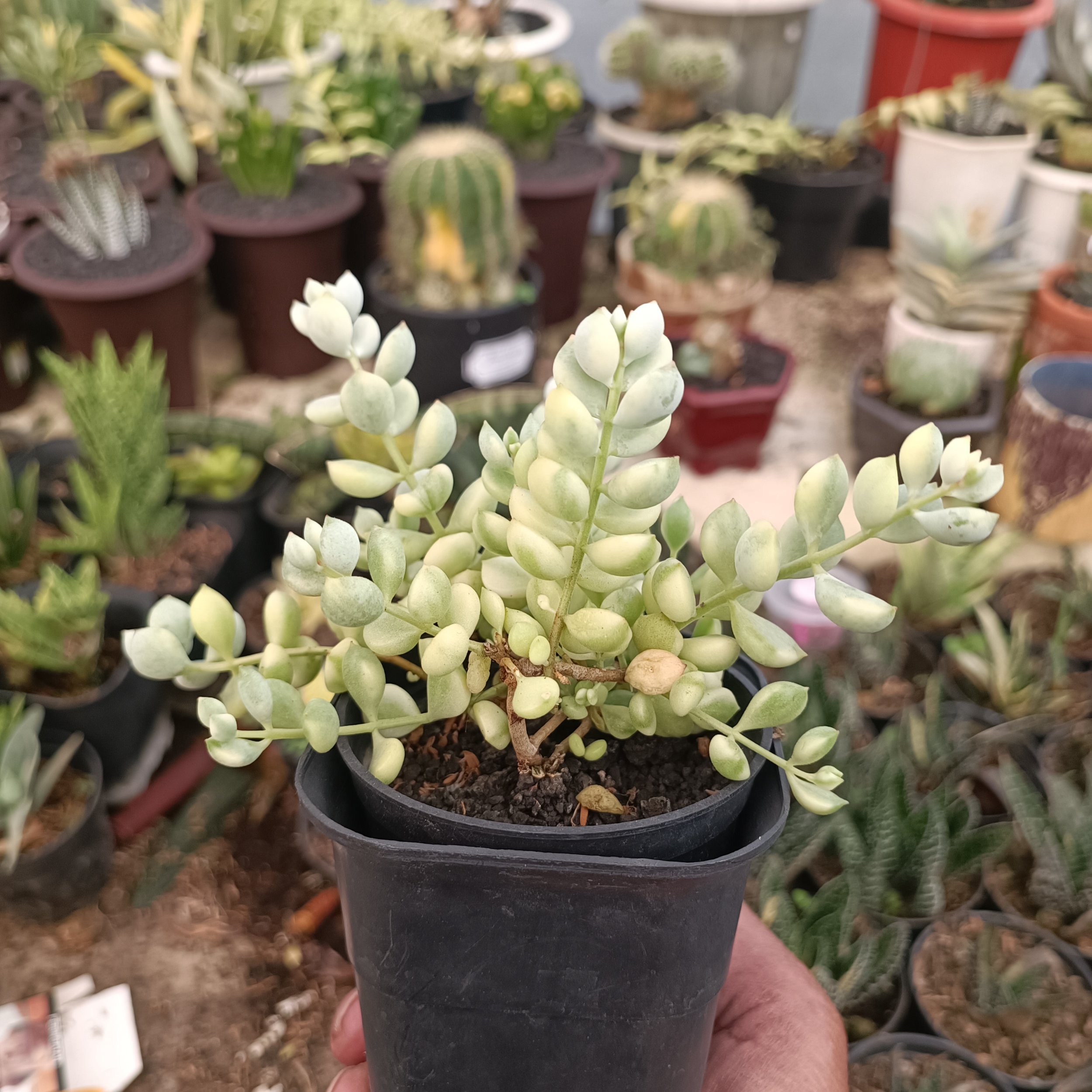 2377. Cotyledon Pendens Variegated - Image 6