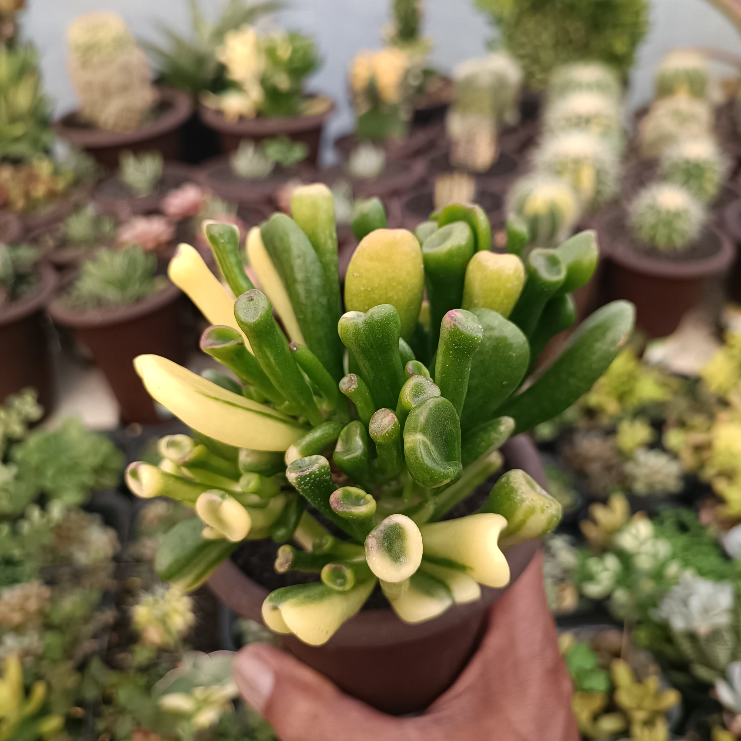 2380. Crassula Ovata Gollum Yellow Variegated - Image 2
