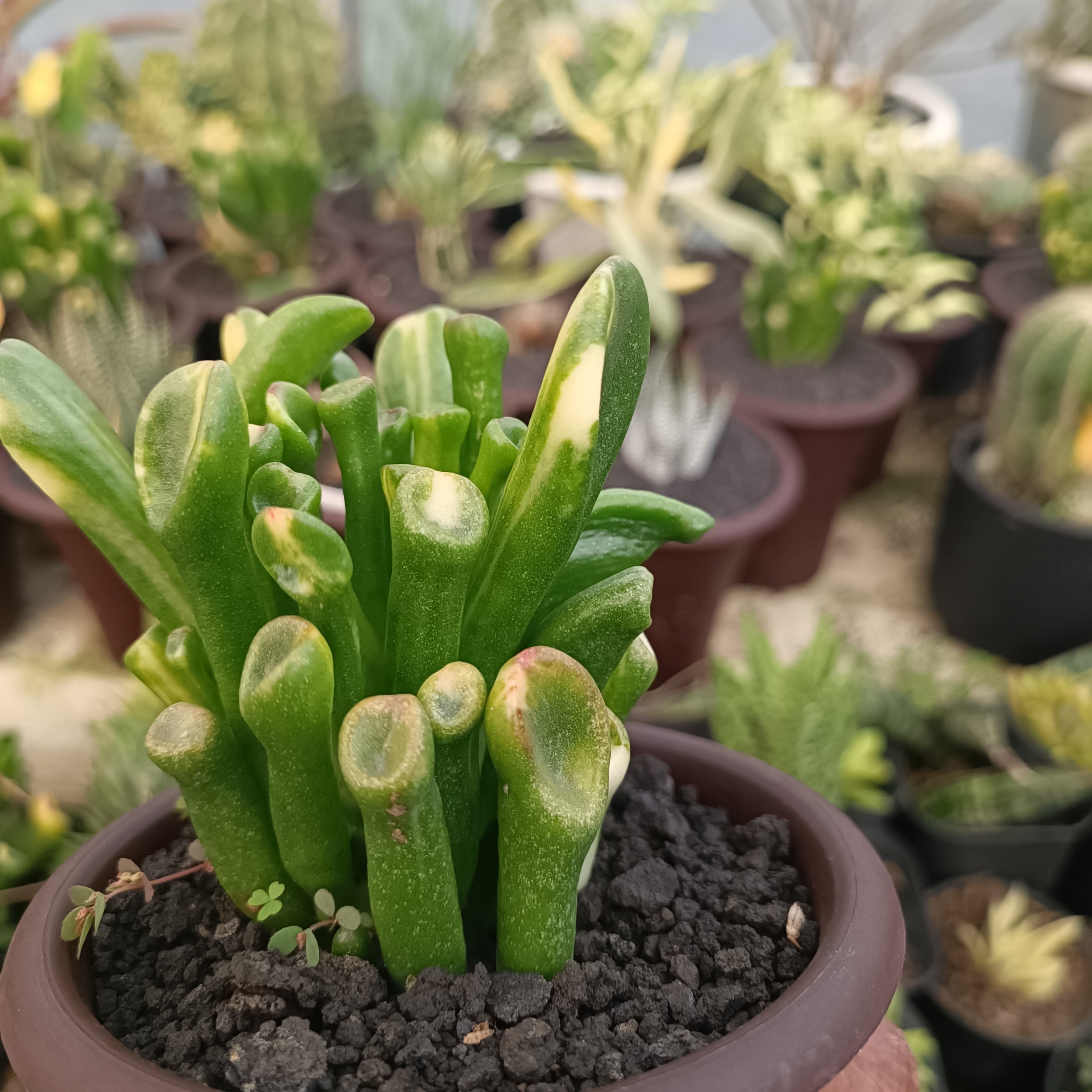 2380. Crassula Ovata Gollum Yellow Variegated - Image 10