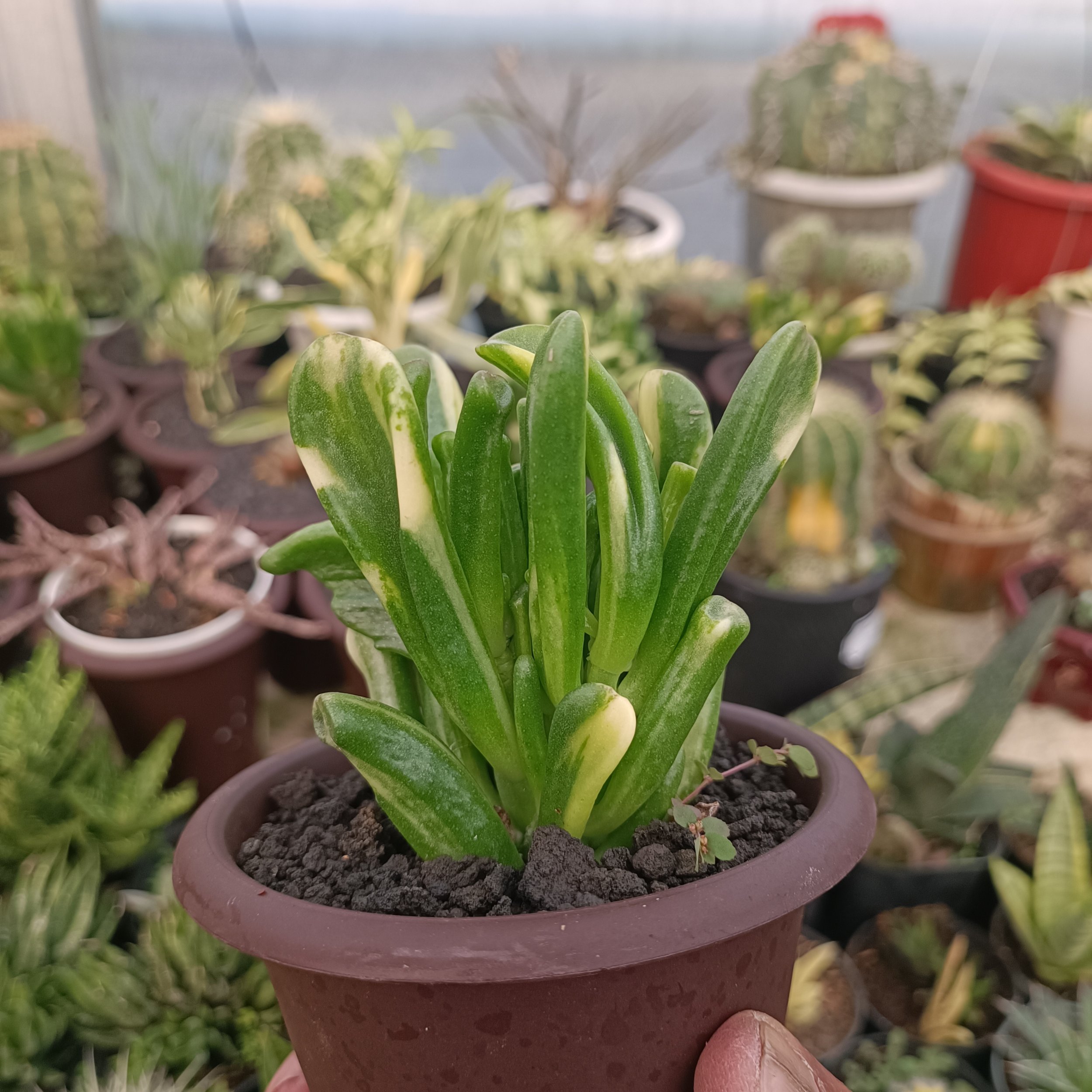 2380. Crassula Ovata Gollum Yellow Variegated - Image 11