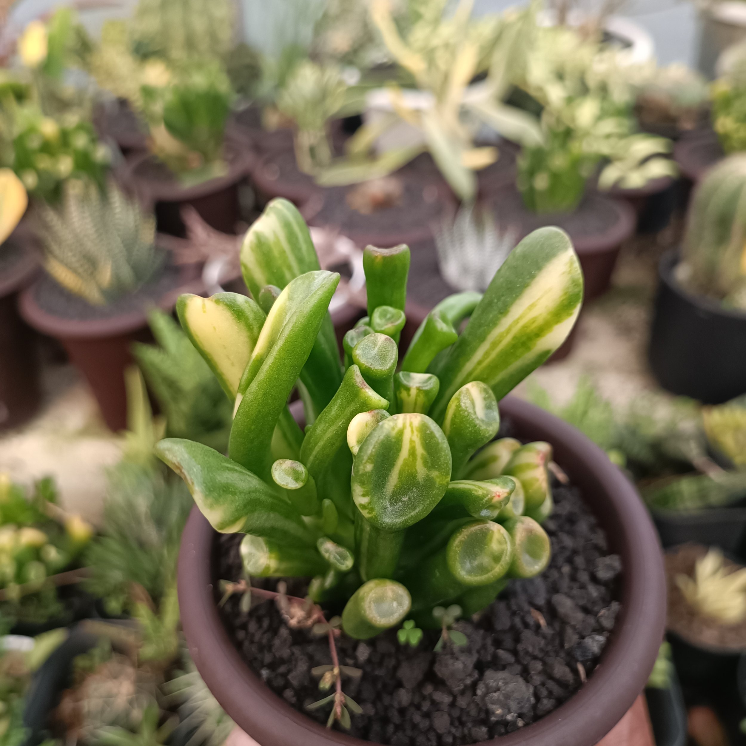 2380. Crassula Ovata Gollum Yellow Variegated - Image 12