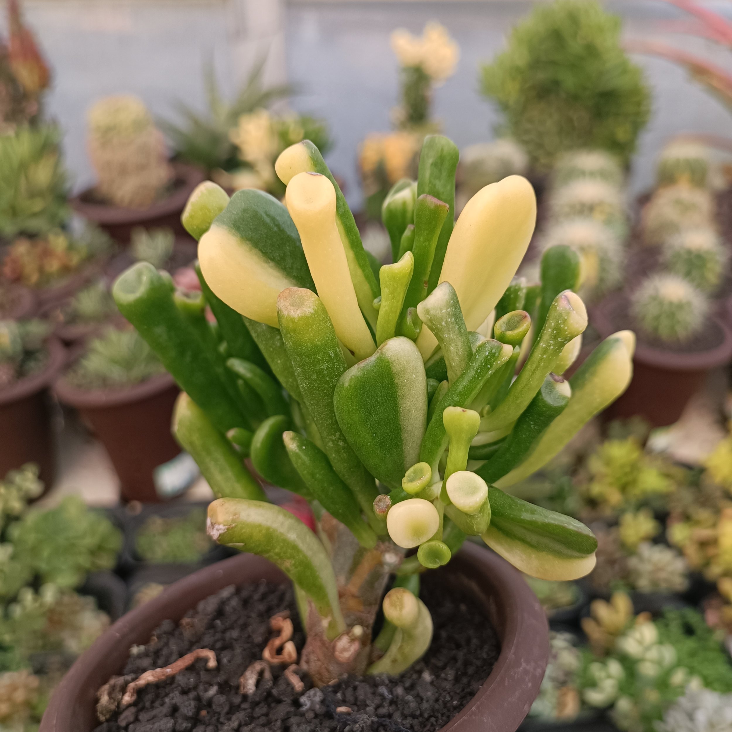 2380. Crassula Ovata Gollum Yellow Variegated - Image 3
