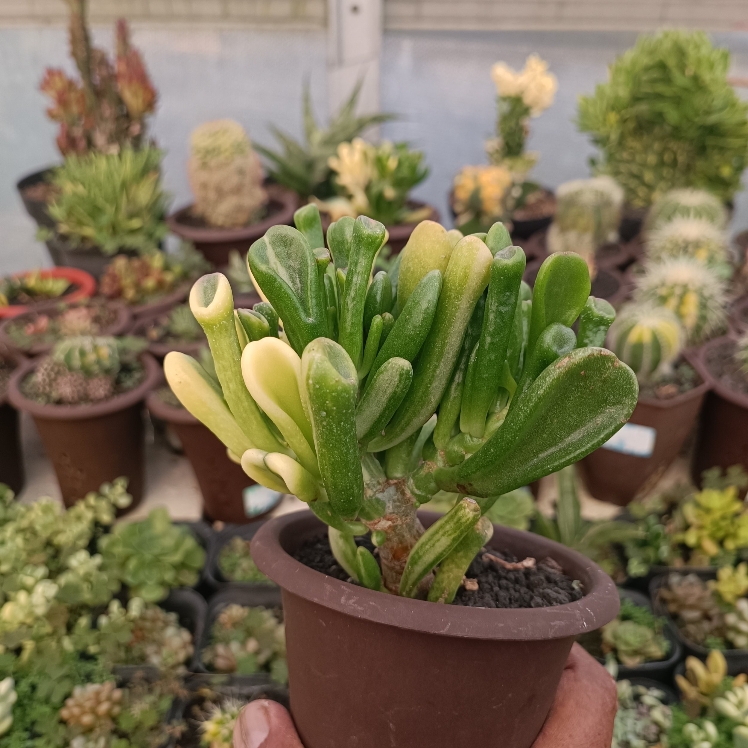 2380. Crassula Ovata Gollum Yellow Variegated - Image 4