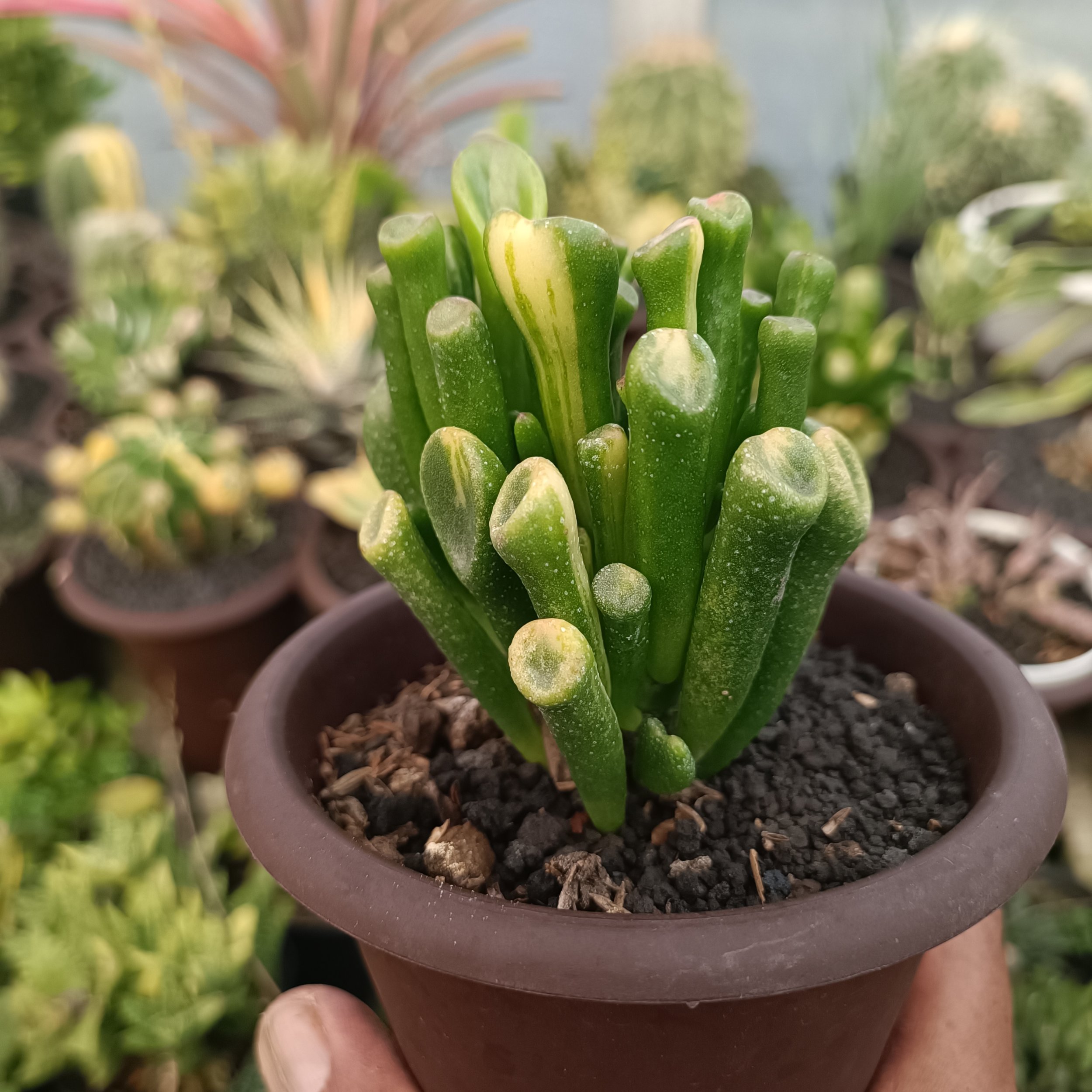2380. Crassula Ovata Gollum Yellow Variegated - Image 5