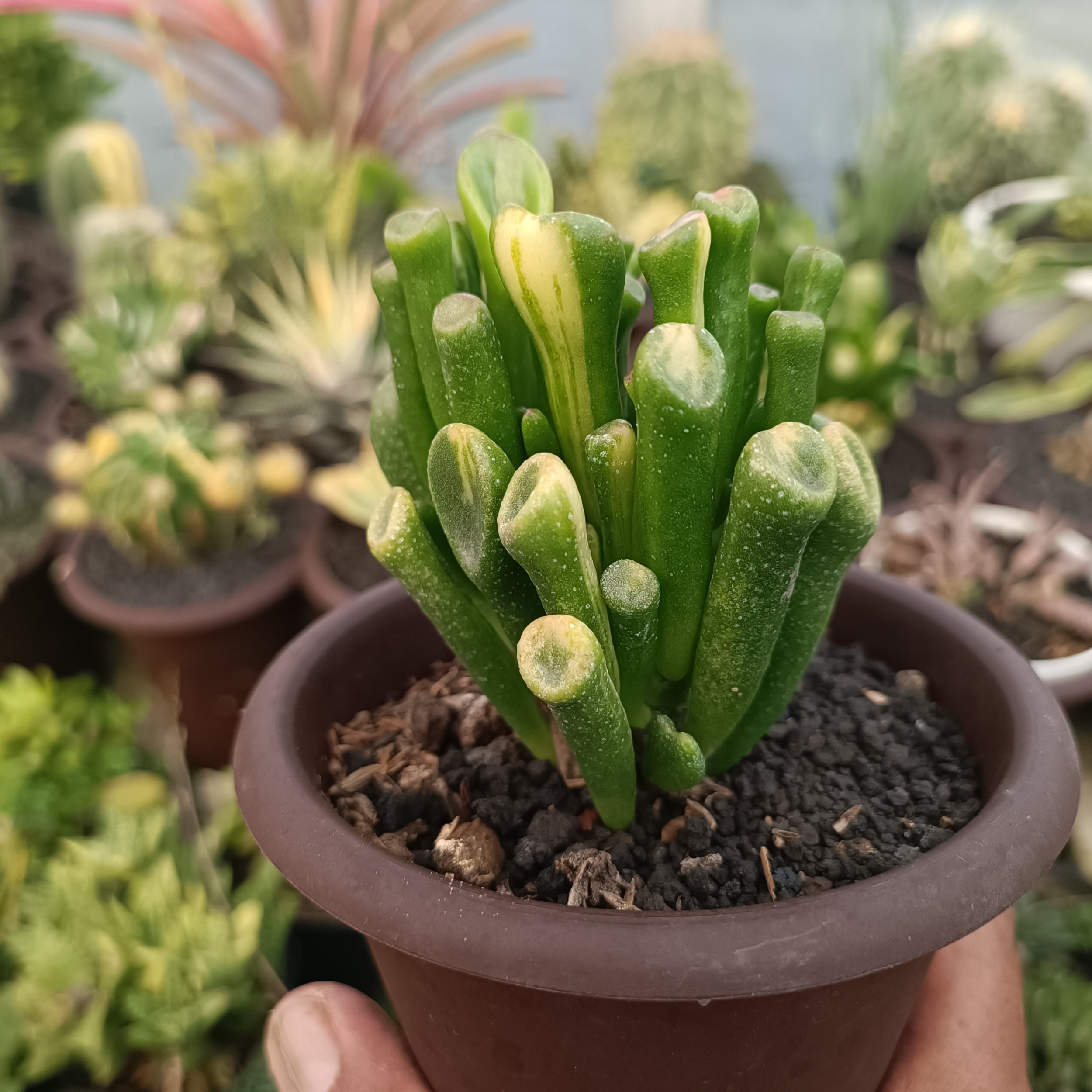 2380. Crassula Ovata Gollum Yellow Variegated - Image 6