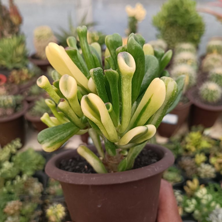 2380. Crassula Ovata Gollum Yellow Variegated