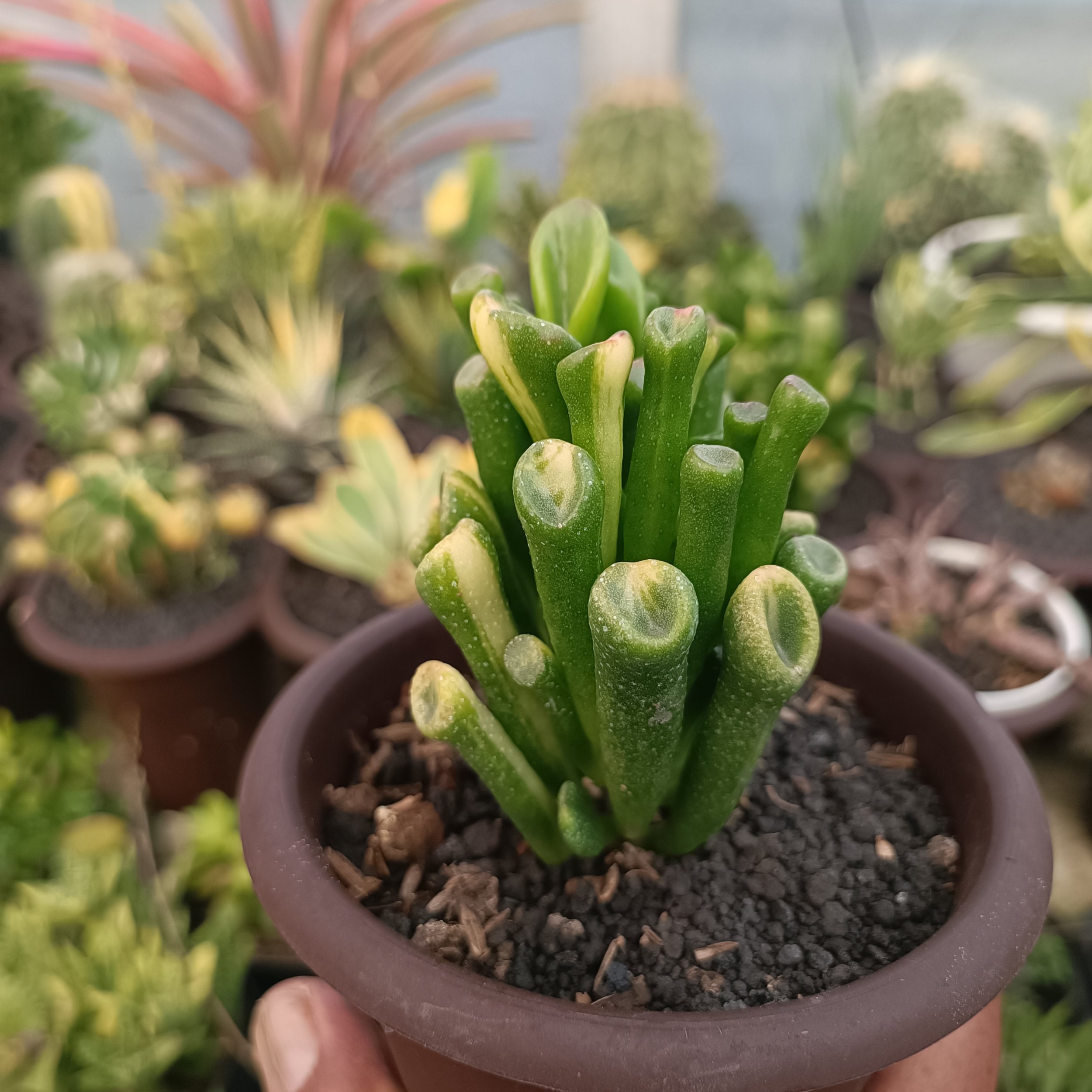 2380. Crassula Ovata Gollum Yellow Variegated - Image 7