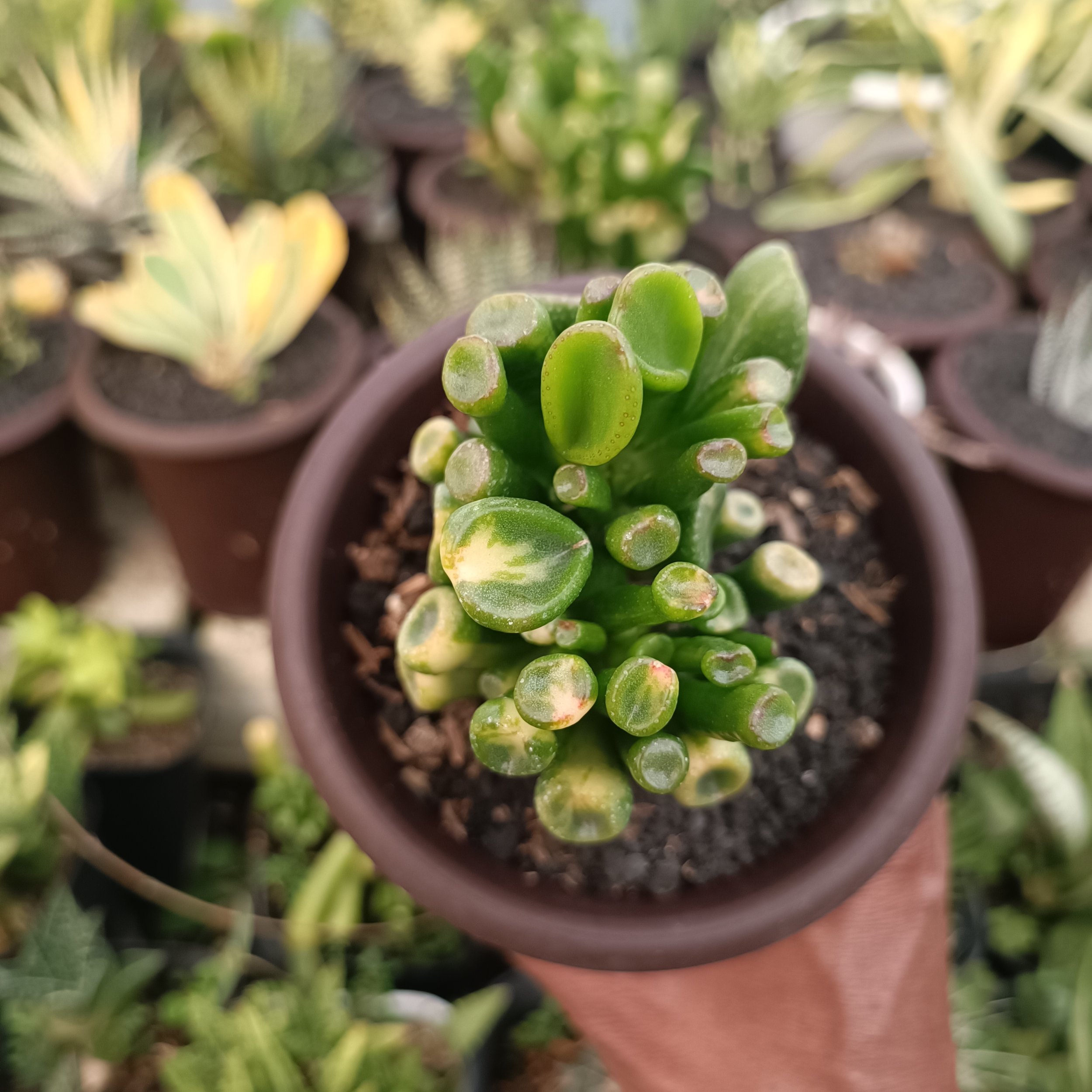 2380. Crassula Ovata Gollum Yellow Variegated - Image 8