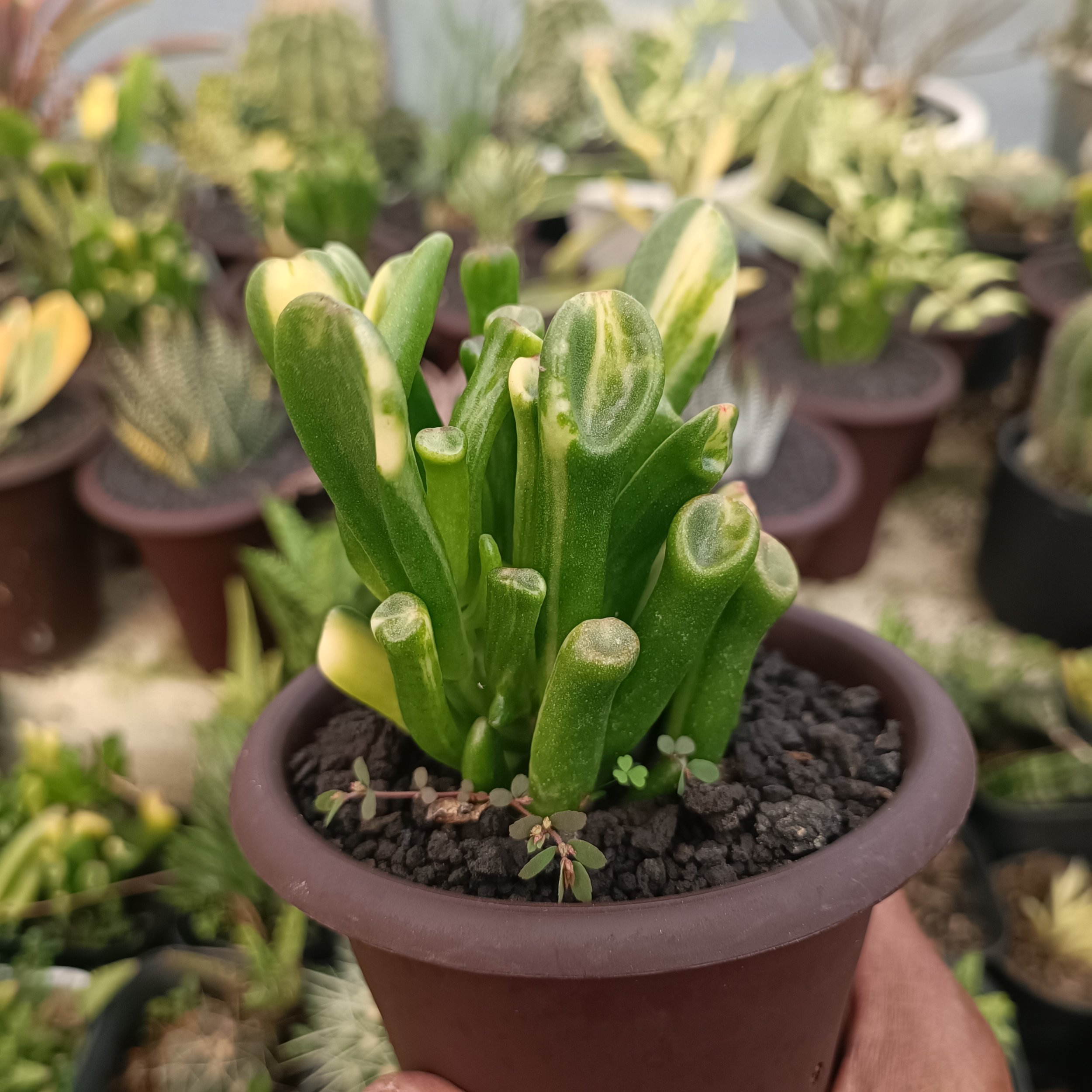 2380. Crassula Ovata Gollum Yellow Variegated - Image 9