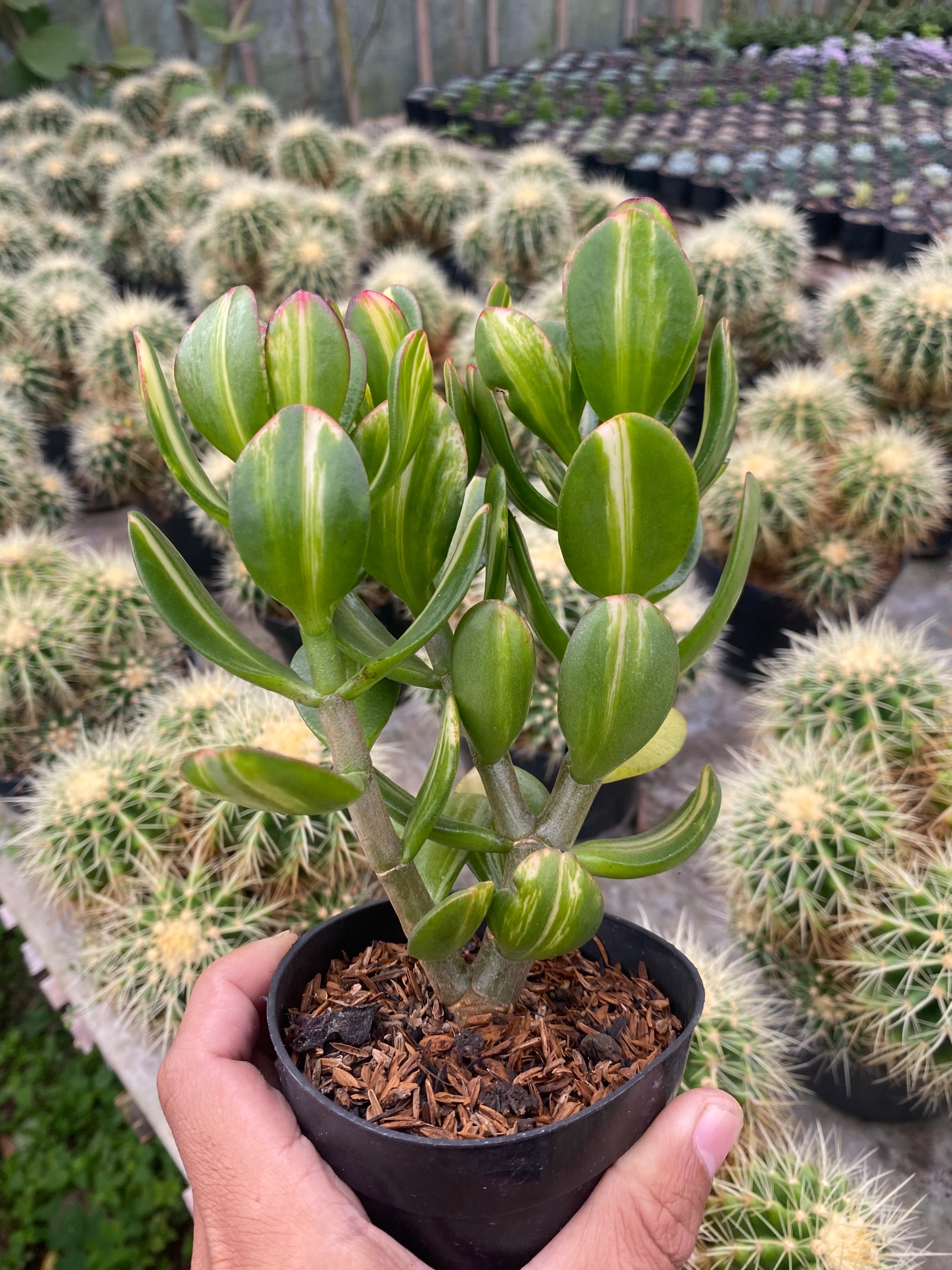 2436. Crassula Ovata Jade Three Colour - Image 2