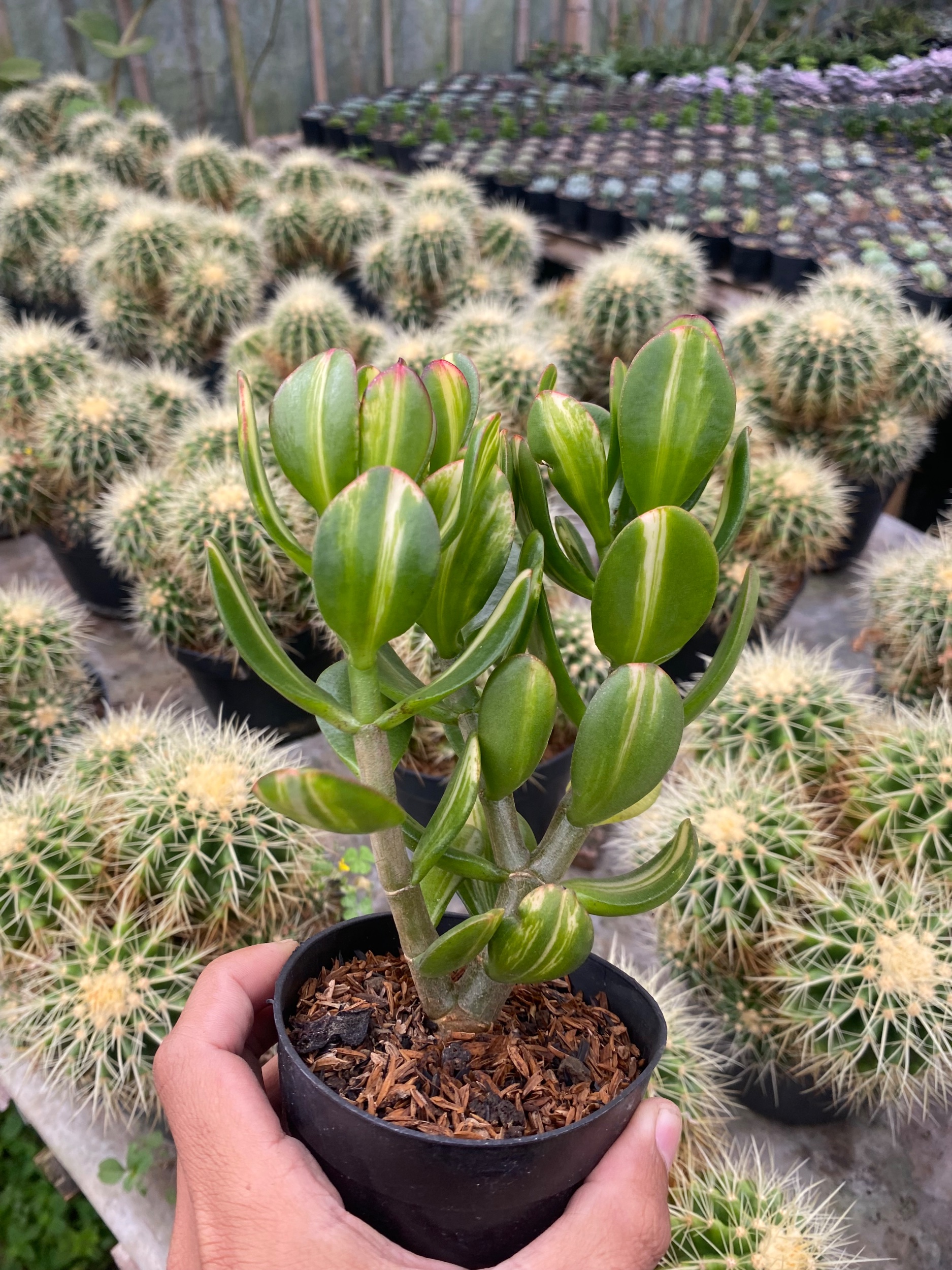 2436. Crassula Ovata Jade Three Colour - Image 3