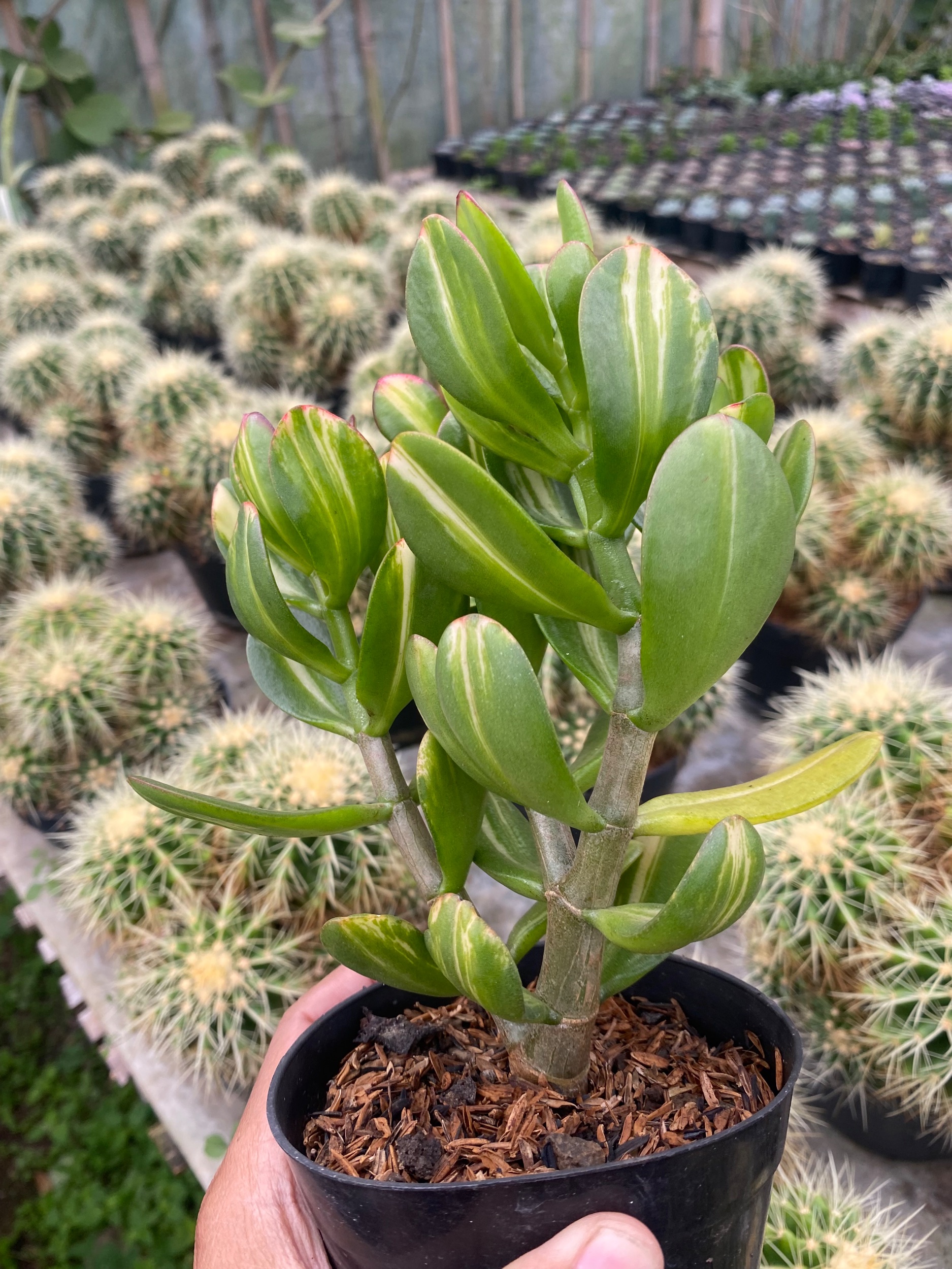 2436. Crassula Ovata Jade Three Colour - Image 4