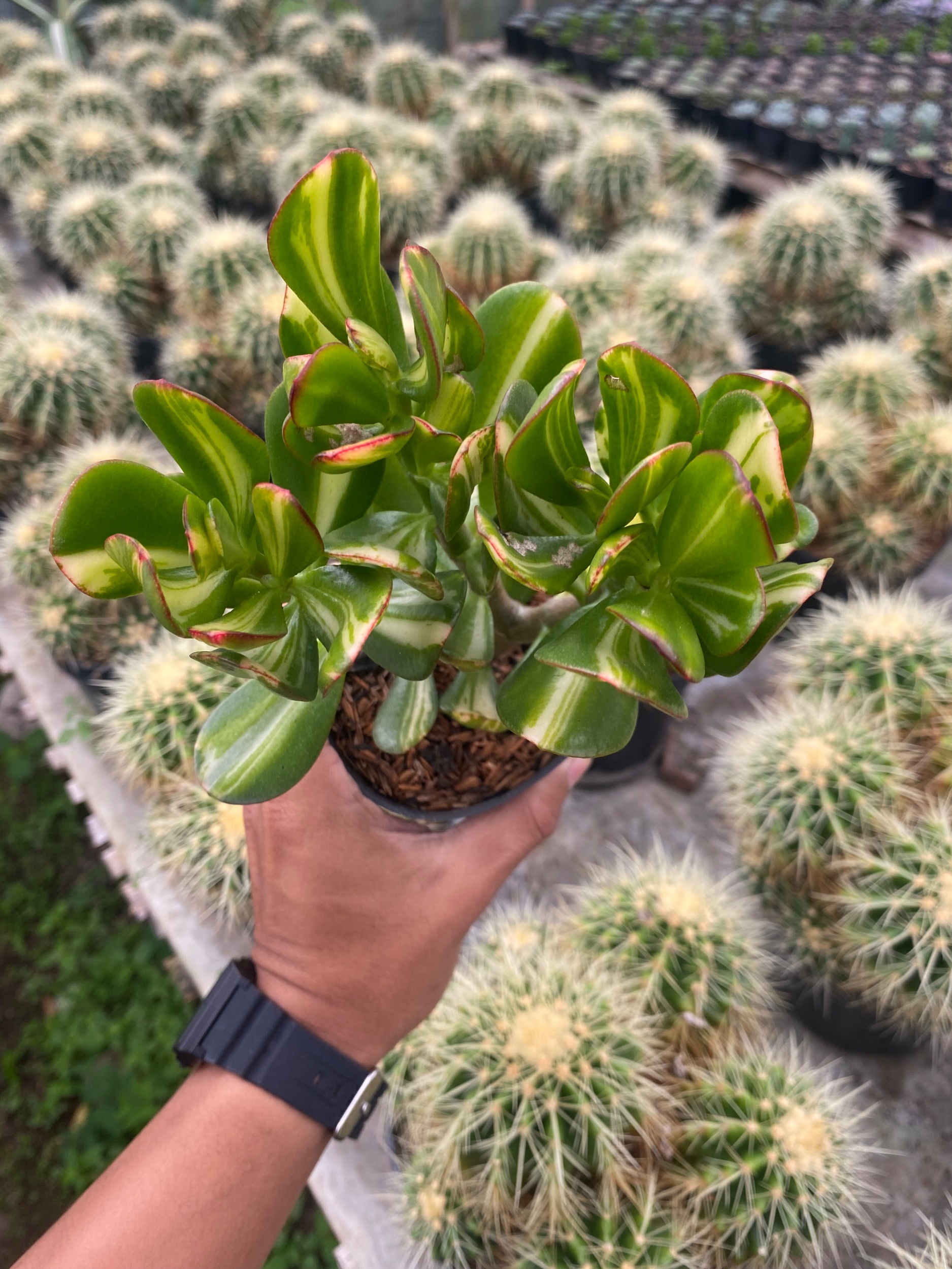 2436. Crassula Ovata Jade Three Colour - Image 5