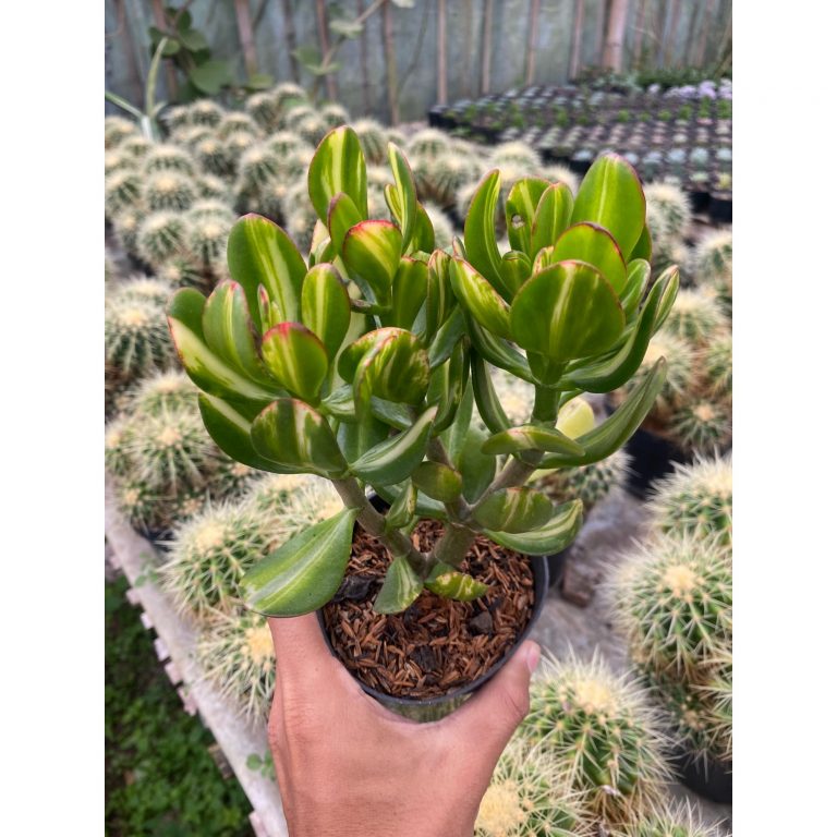 2436. Crassula Ovata Jade Three Colour