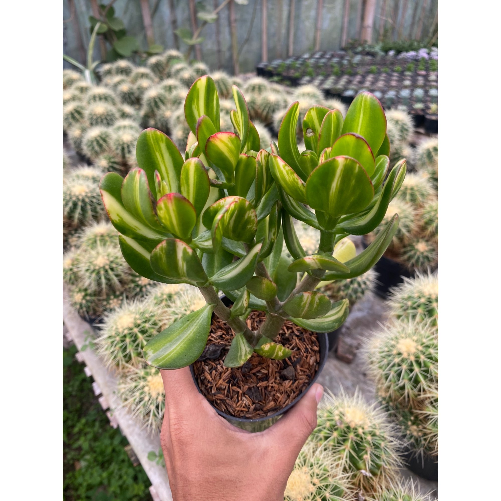 2436. Crassula Ovata Jade Three Colour