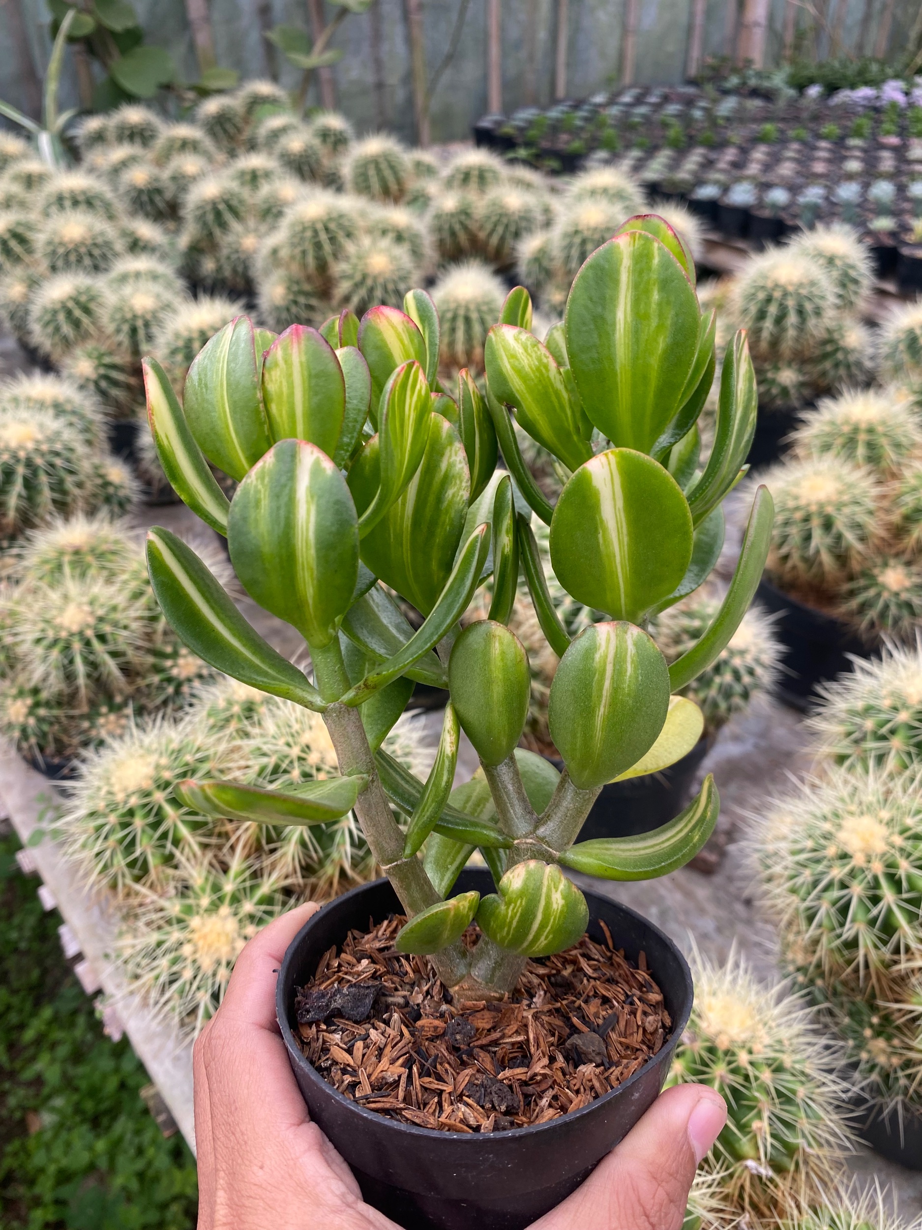 2436. Crassula Ovata Jade Three Colour - Image 6