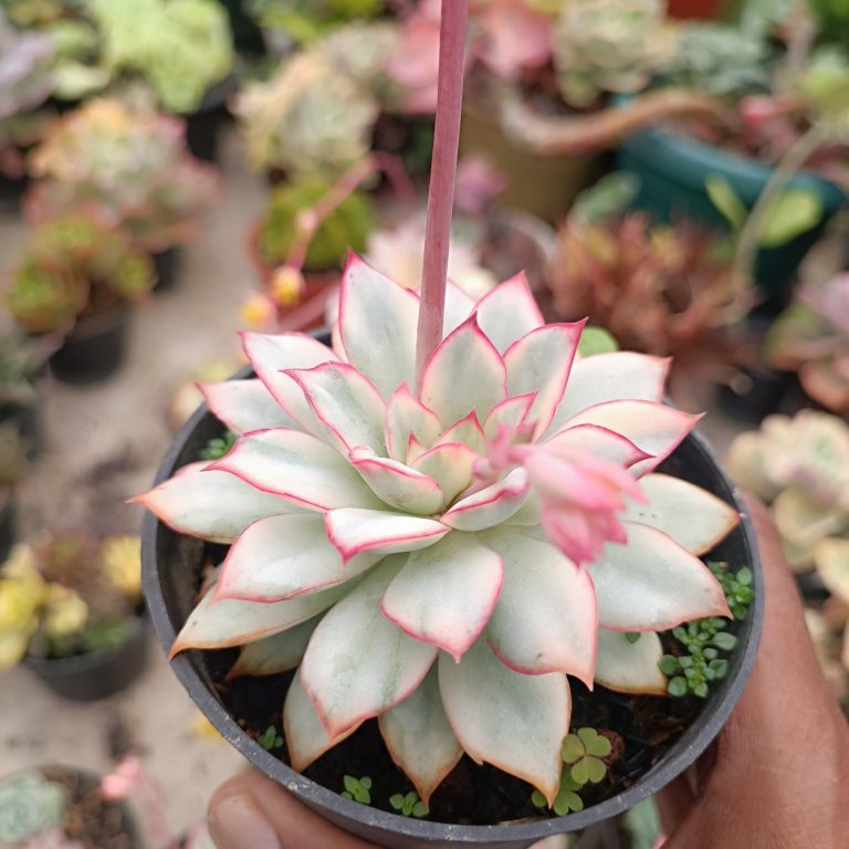 2420. Echeveria Ester Variegated