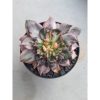 2376. Echeveria Prince Black Pink size 8 cm