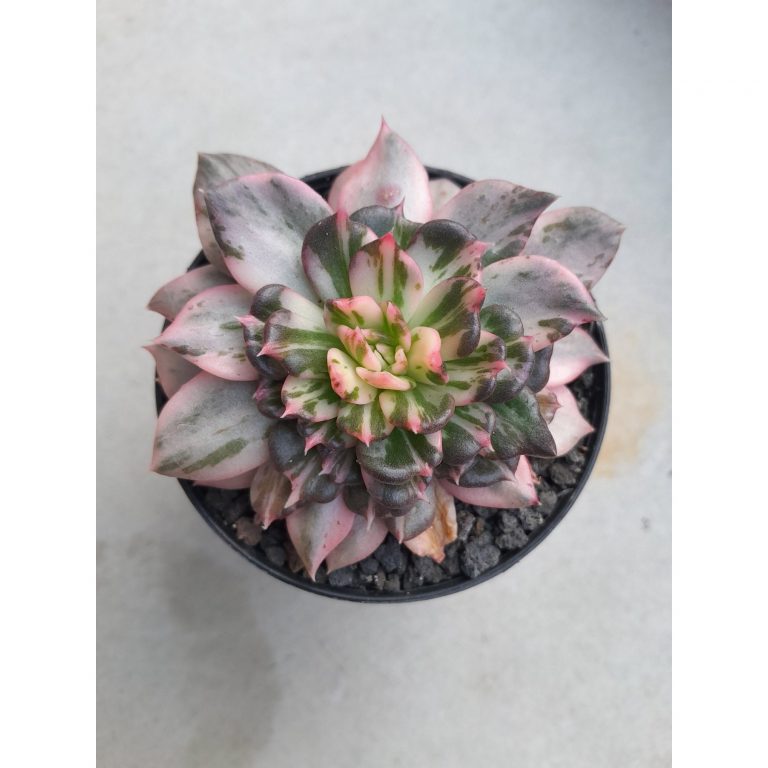 2376. Echeveria Prince Black Pink size 8 cm