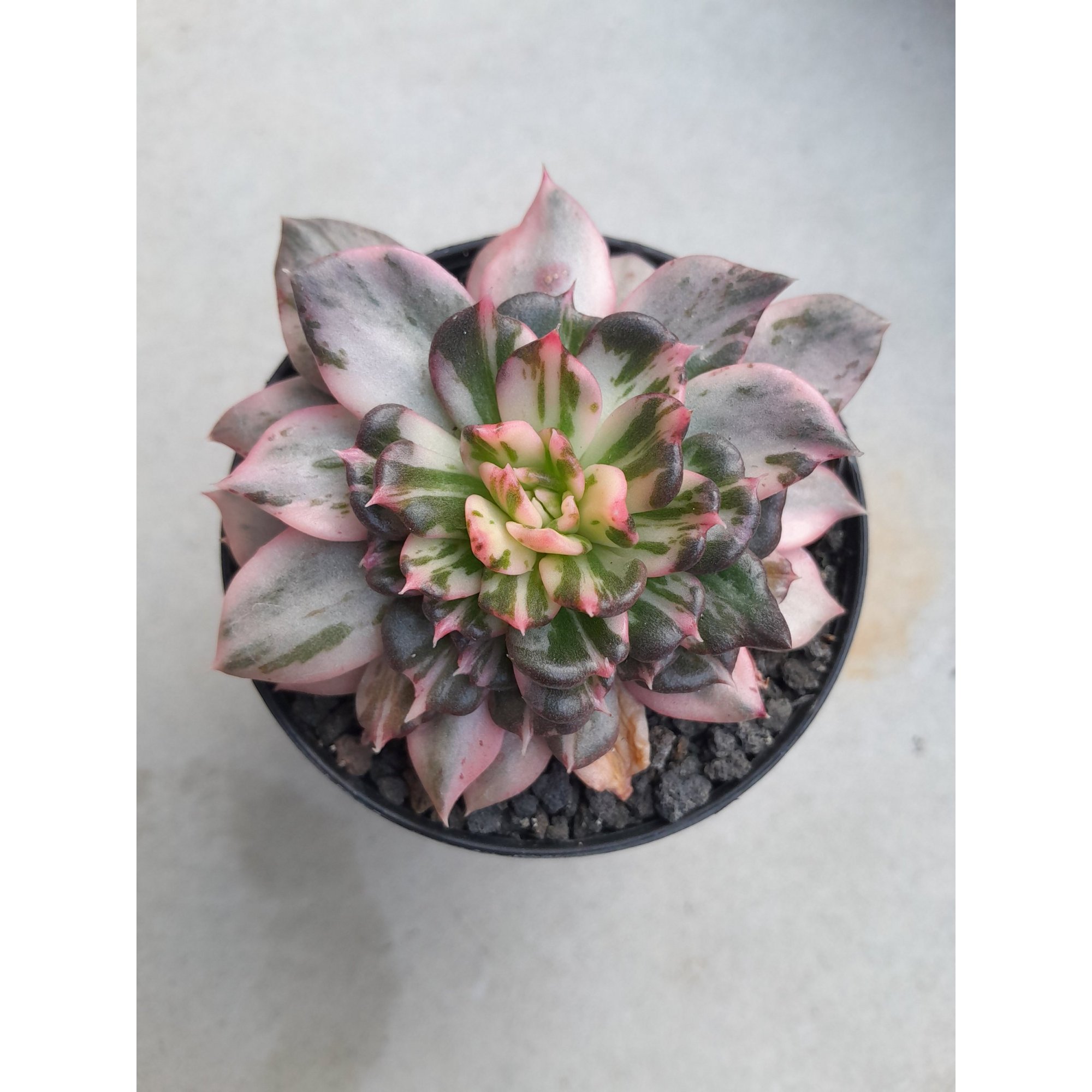 2376. Echeveria Prince Black Pink size 8 cm