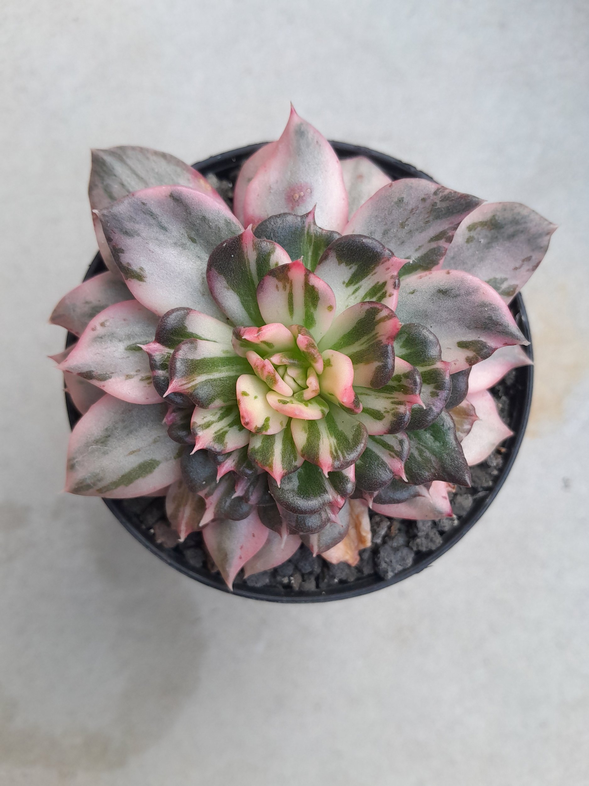 2376. Echeveria Prince Black Pink size 8 cm - Image 2