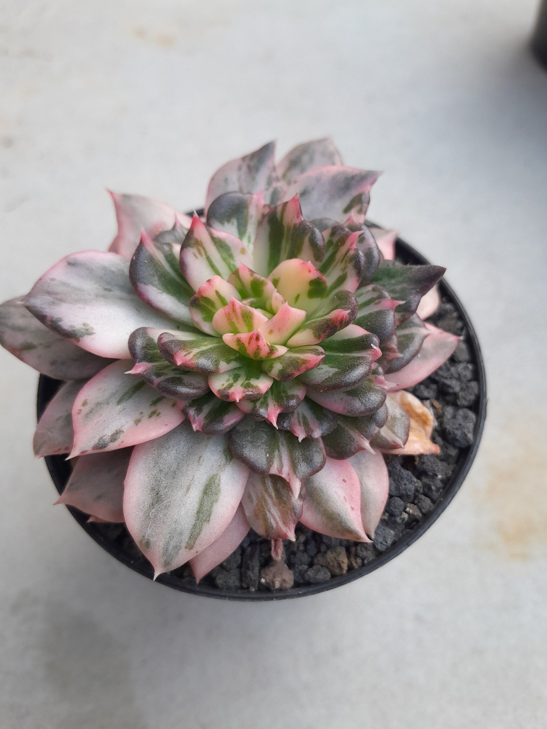 2376. Echeveria Prince Black Pink size 8 cm - Image 3