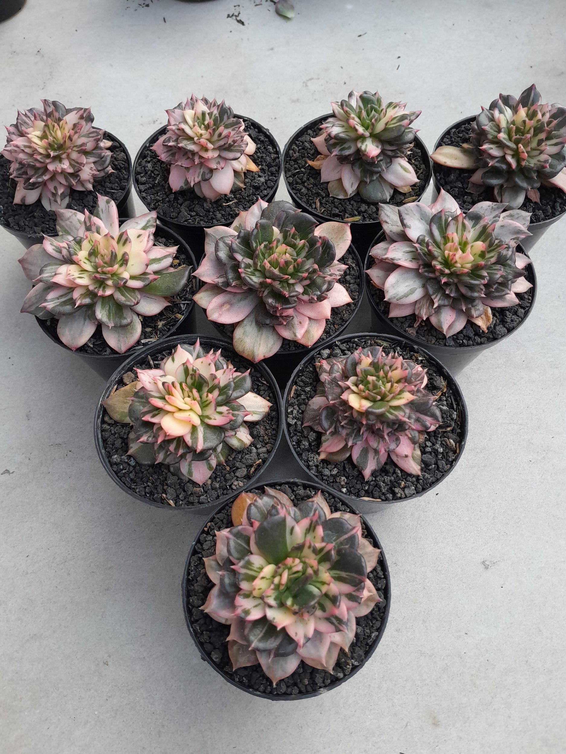 2376. Echeveria Prince Black Pink size 8 cm - Image 4