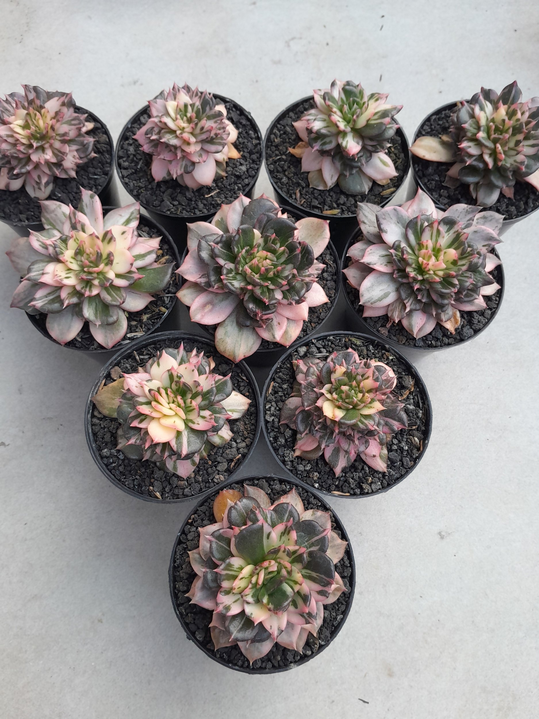 2376. Echeveria Prince Black Pink size 8 cm - Image 5