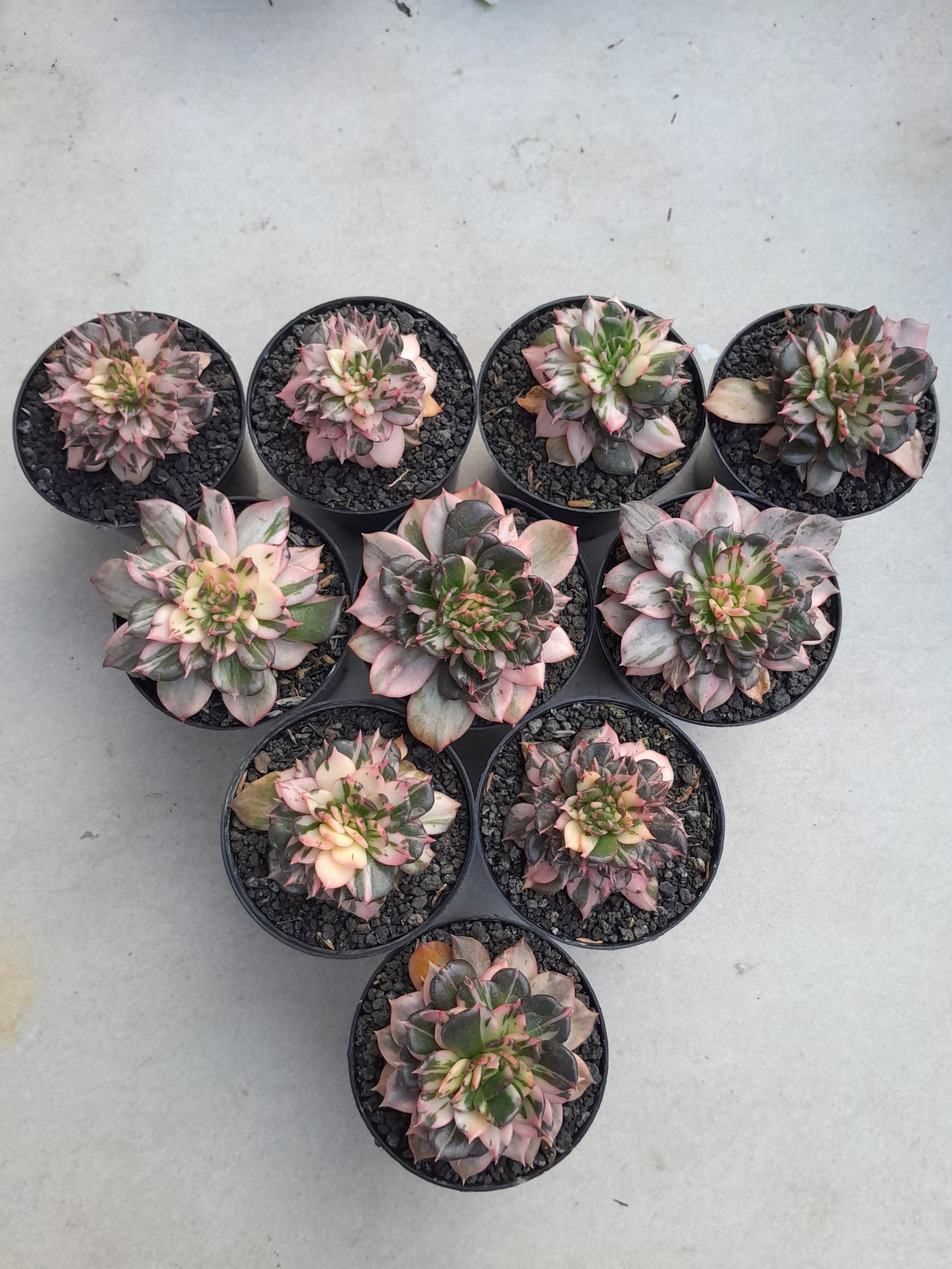 2376. Echeveria Prince Black Pink size 8 cm - Image 6