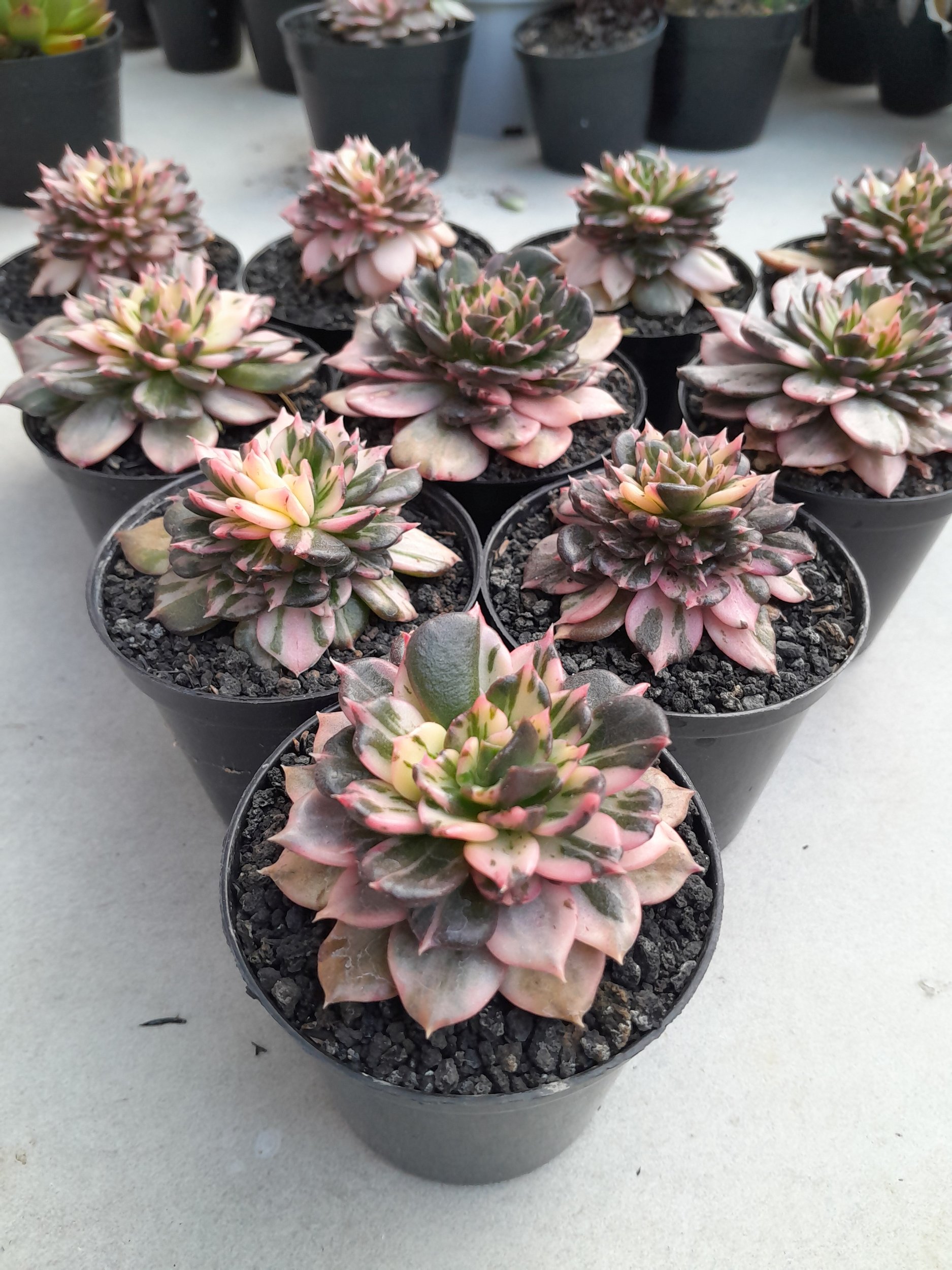 2376. Echeveria Prince Black Pink size 8 cm - Image 7
