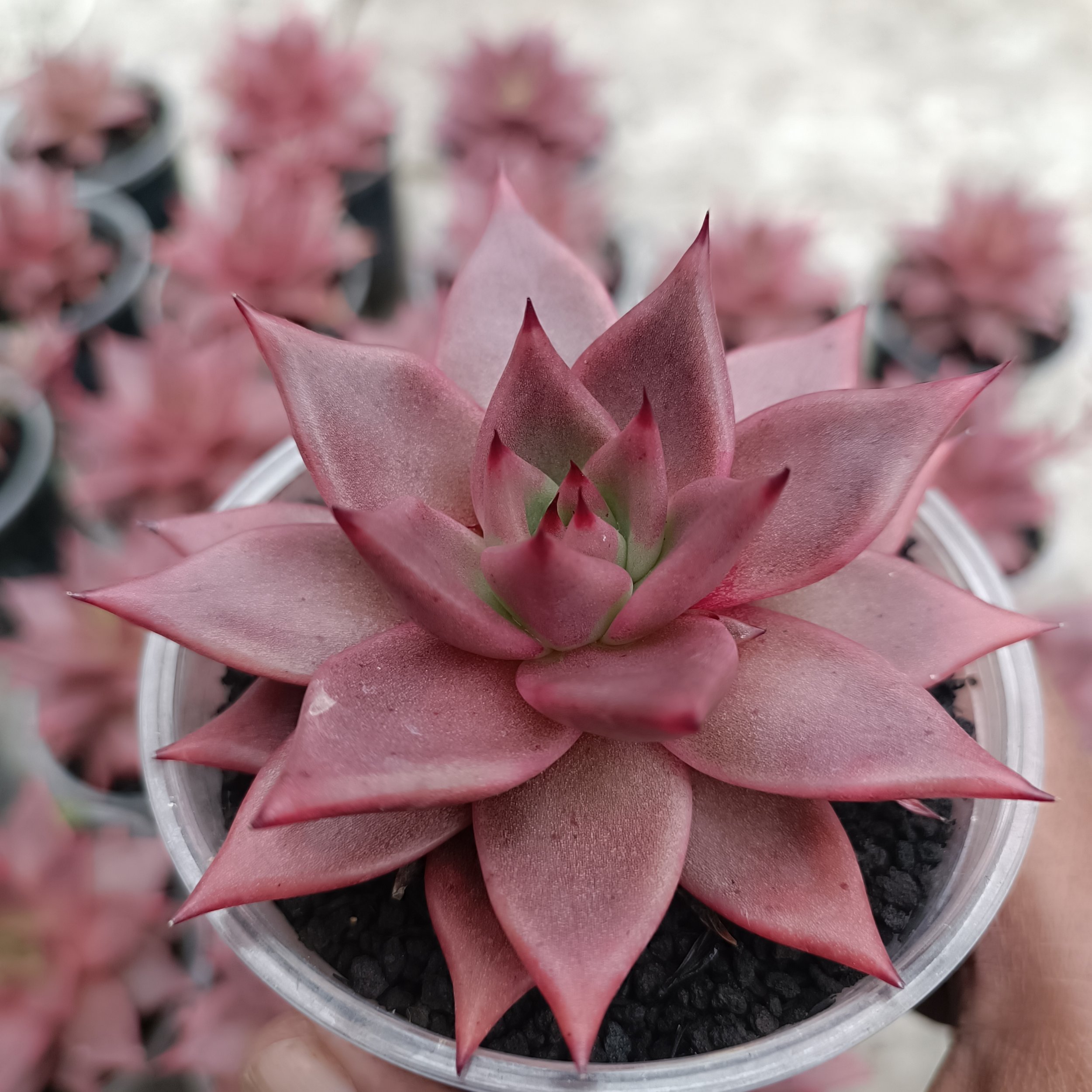 2417. Echeveria Romeo - Image 4