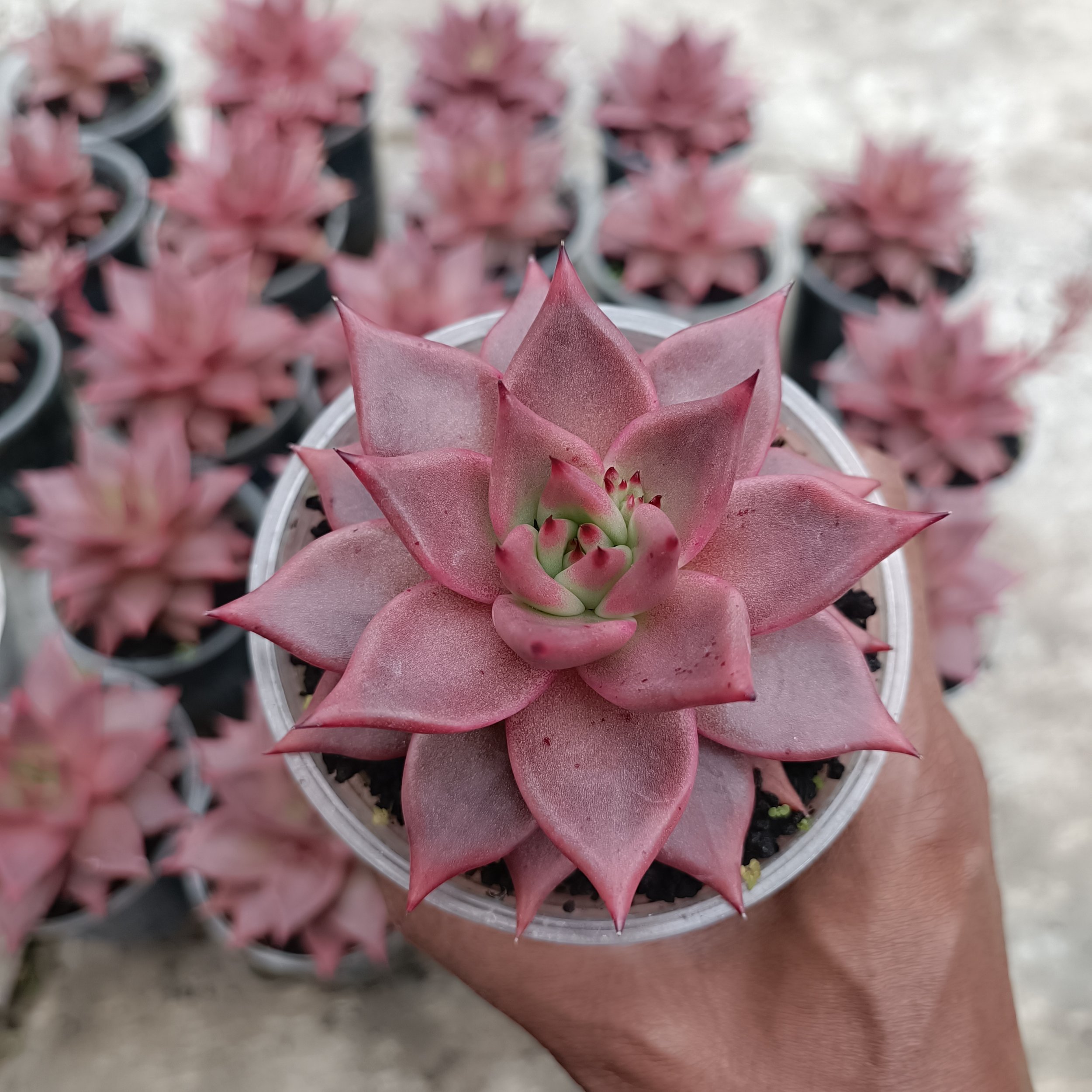 2417. Echeveria Romeo - Image 6