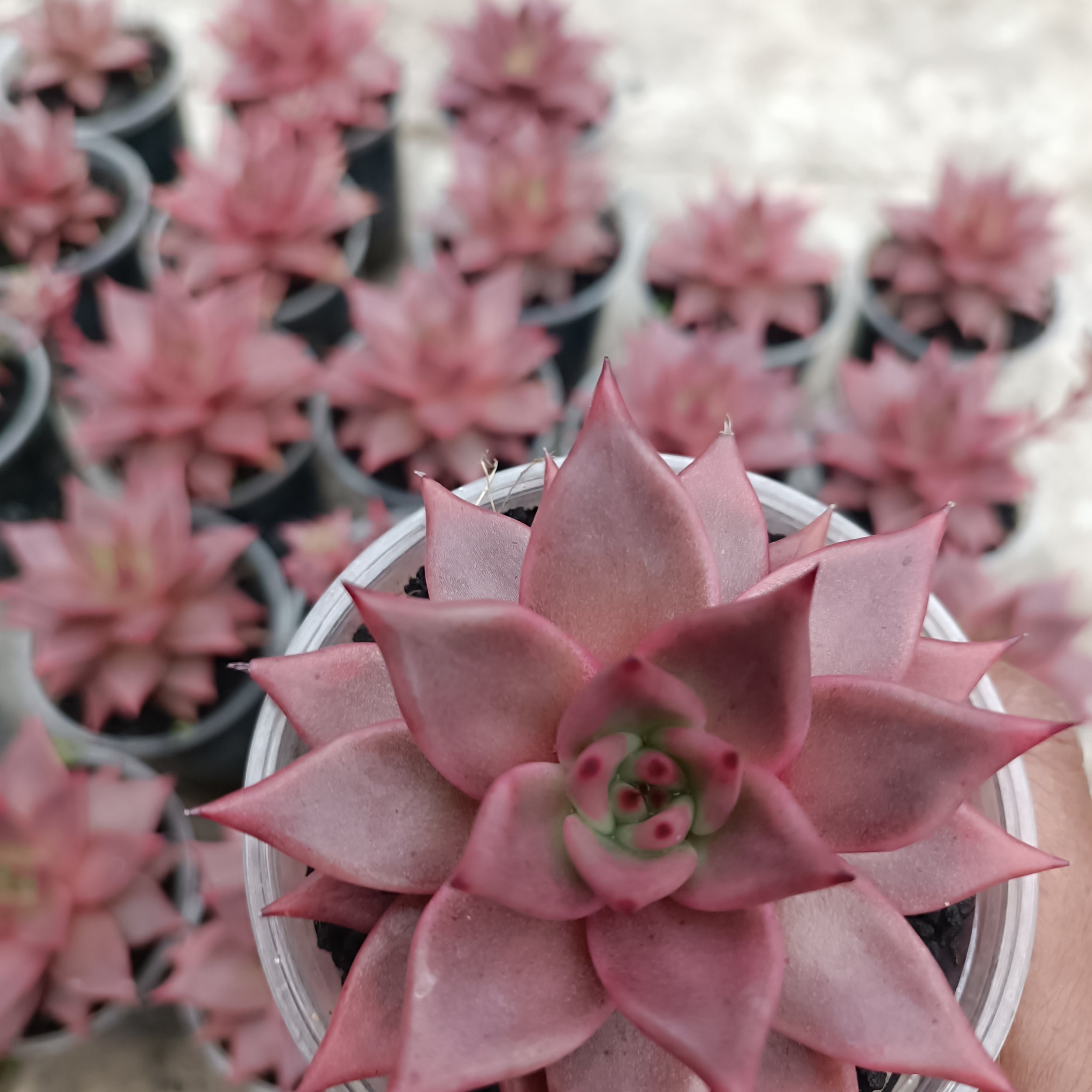 2417. Echeveria Romeo - Image 7