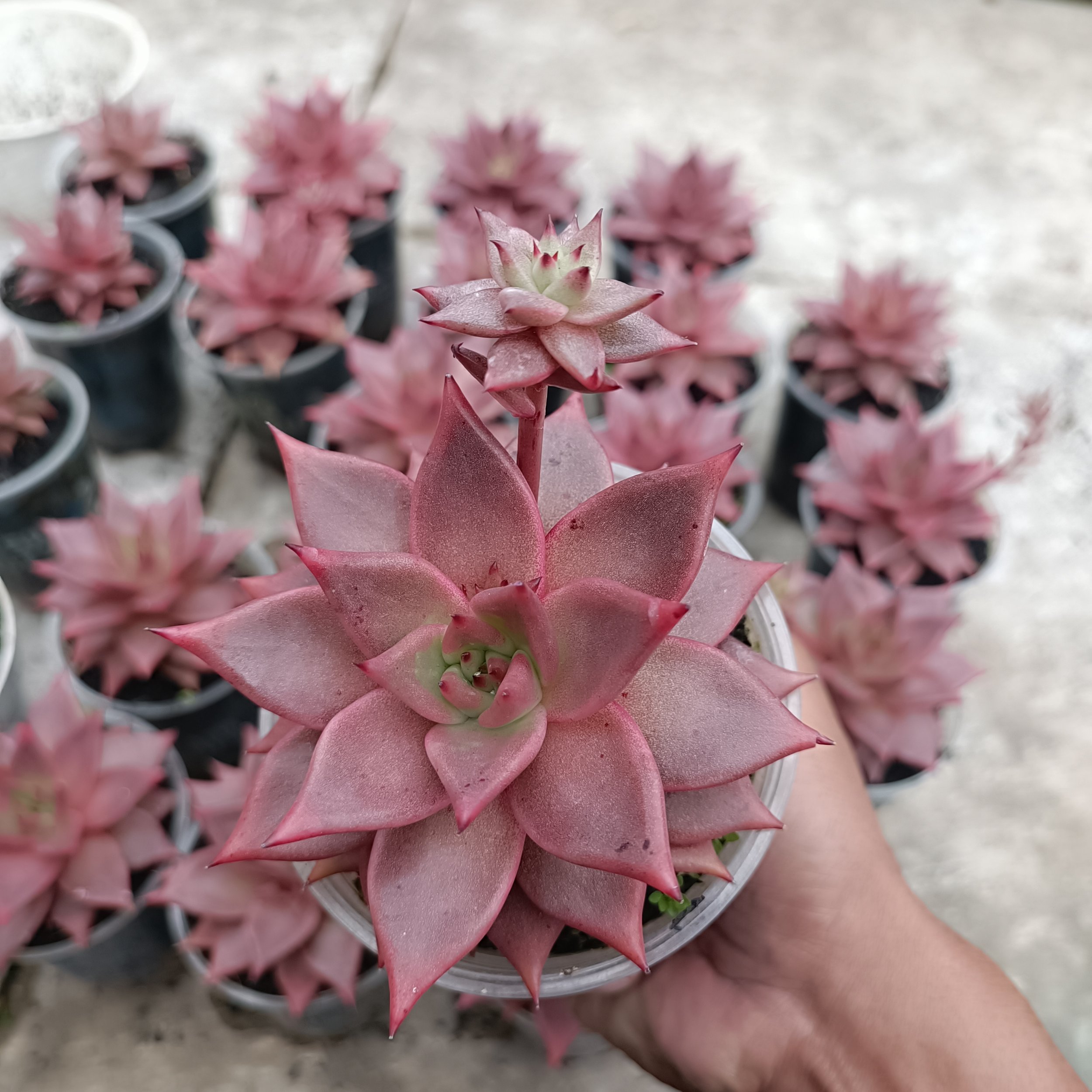 2418. Echeveria Romeo size 11 cm - Image 2