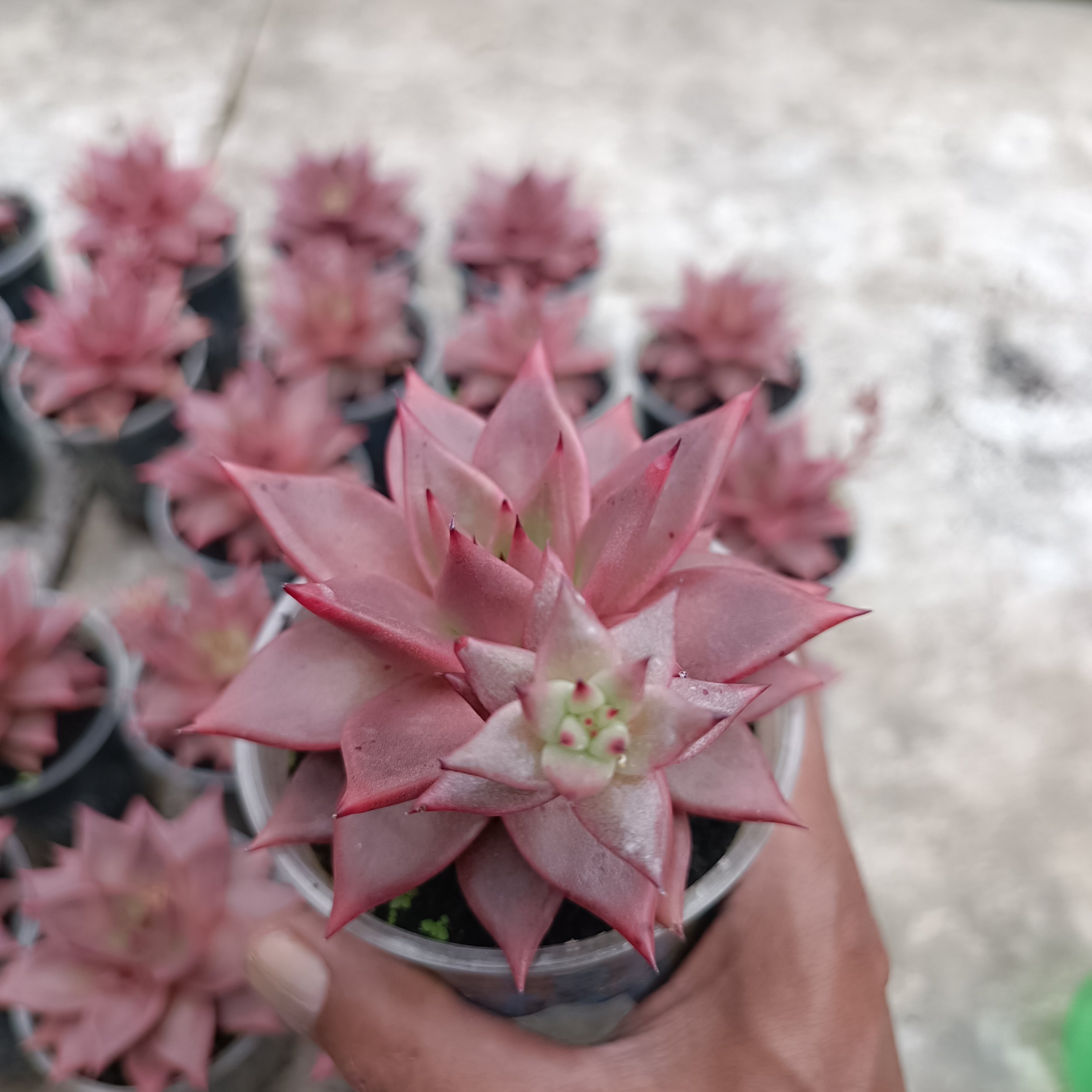 2418. Echeveria Romeo size 11 cm - Image 3