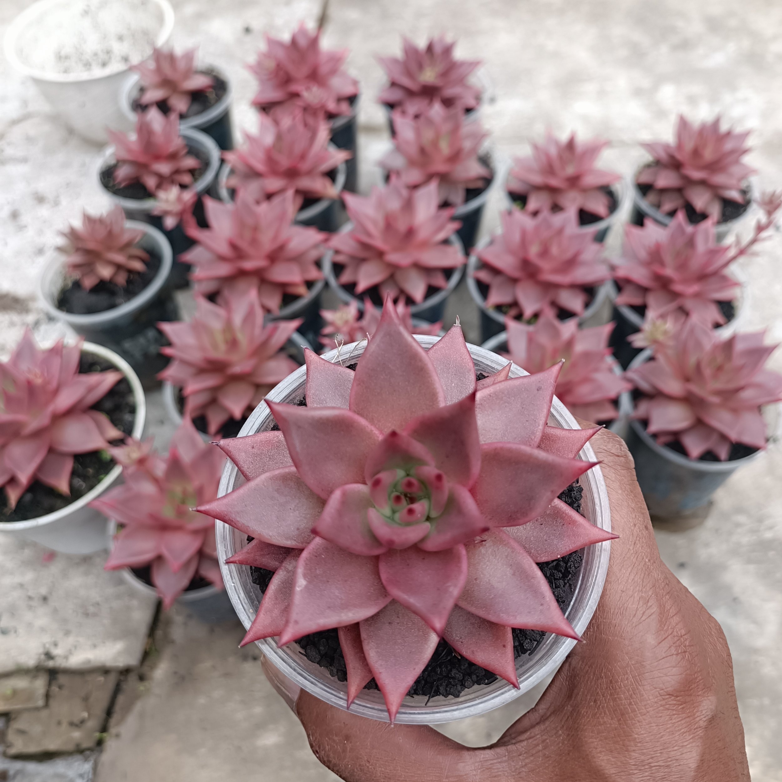 2418. Echeveria Romeo size 11 cm - Image 6