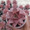 2418. Echeveria Romeo size 11 cm