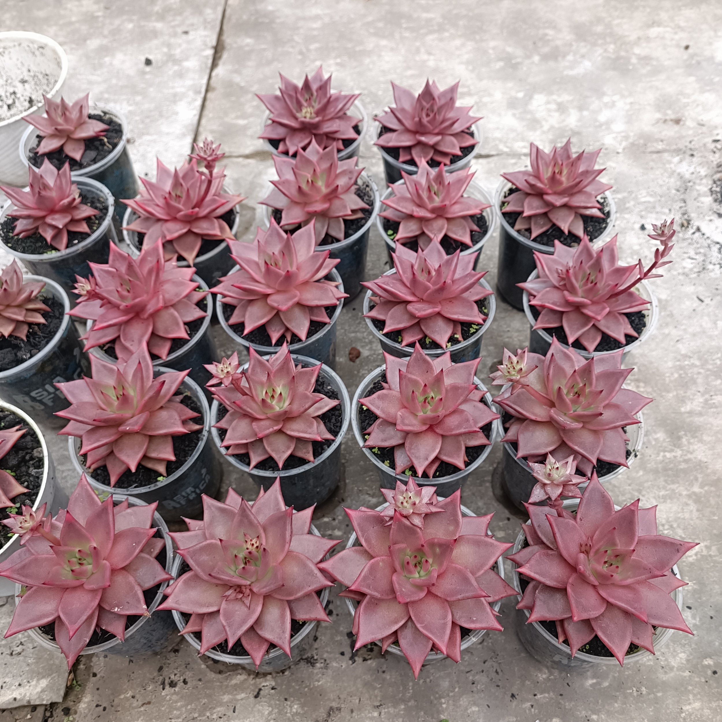 2418. Echeveria Romeo size 11 cm - Image 8