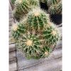 2434. Echinocactus Grusonii / Kroenleinia Grusonii / Golden Barrel Cactus Cluster
