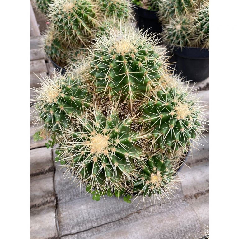 2434. Echinocactus Grusonii / Kroenleinia Grusonii / Golden Barrel Cactus Cluster