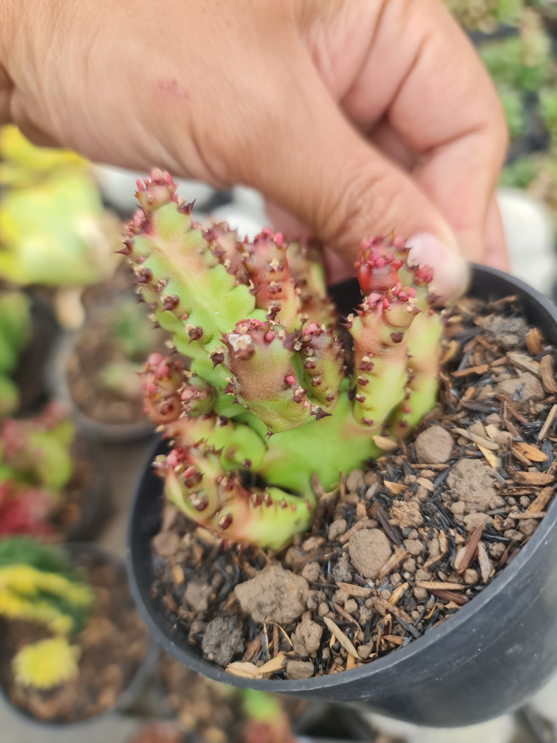 2355. Euphorbia Dragon Pin - Image 2