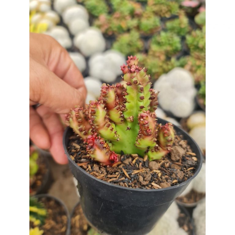 2355. Euphorbia Dragon Pin