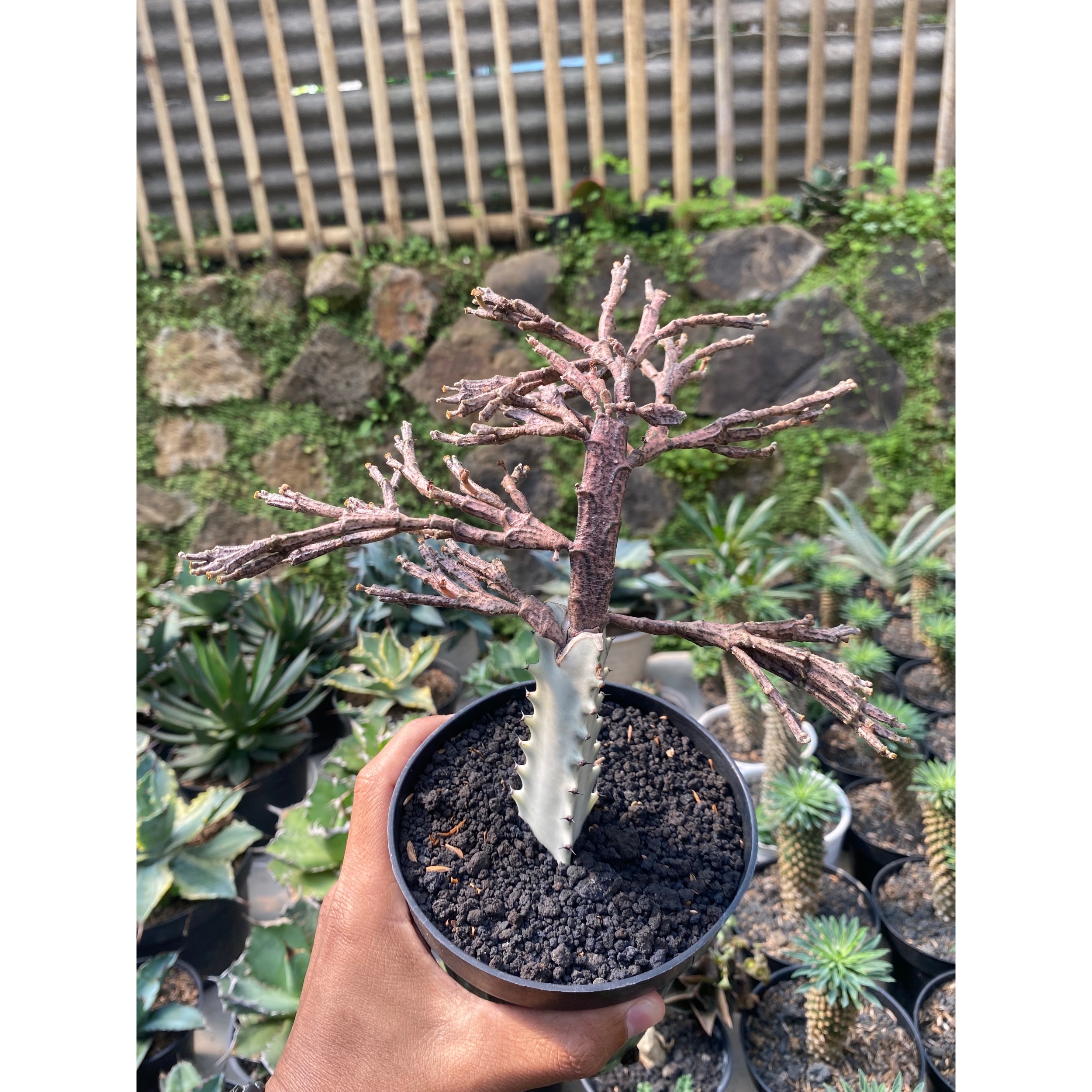 2429. Euphorbia Platyclada Grafting - Image 2