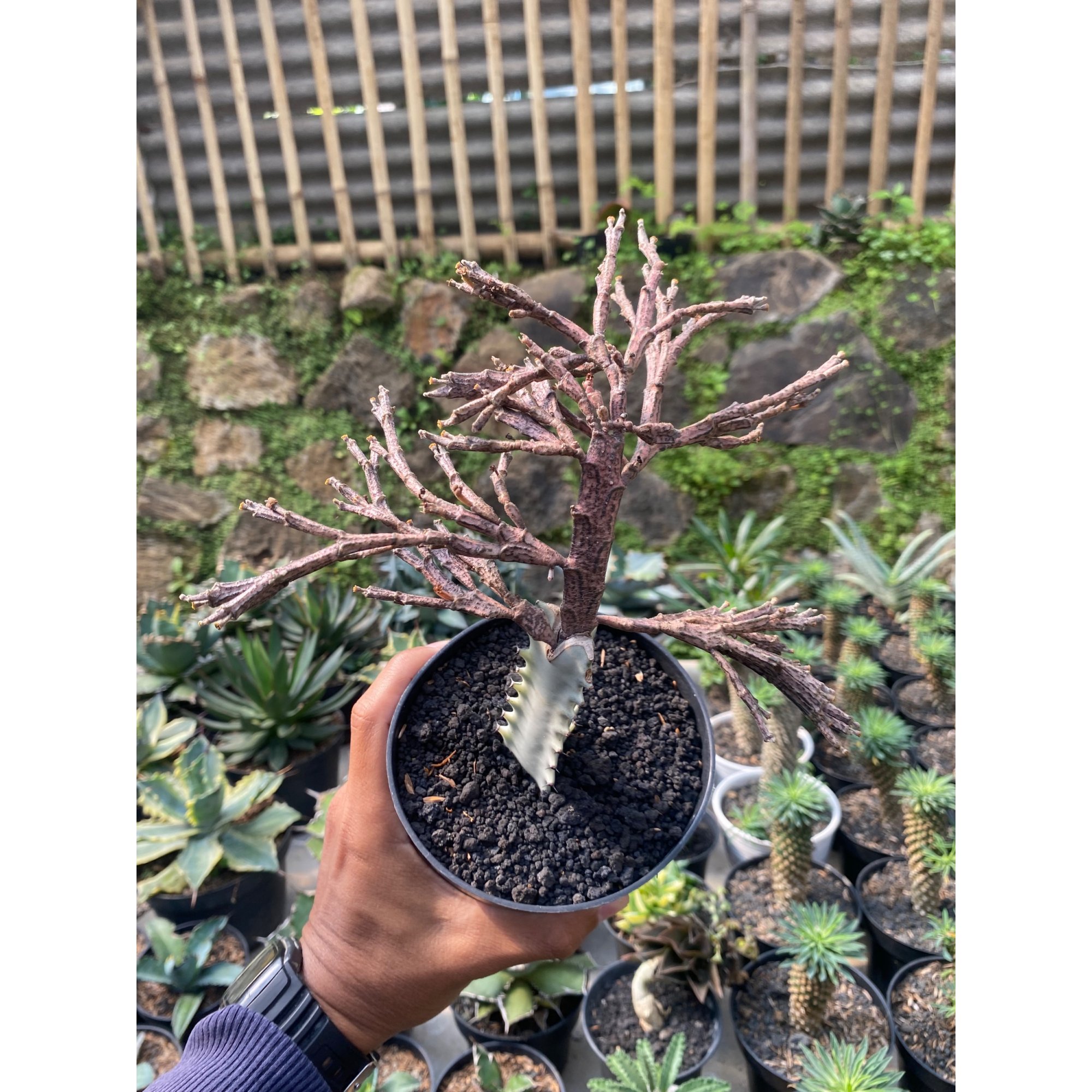 2429. Euphorbia Platyclada Grafting