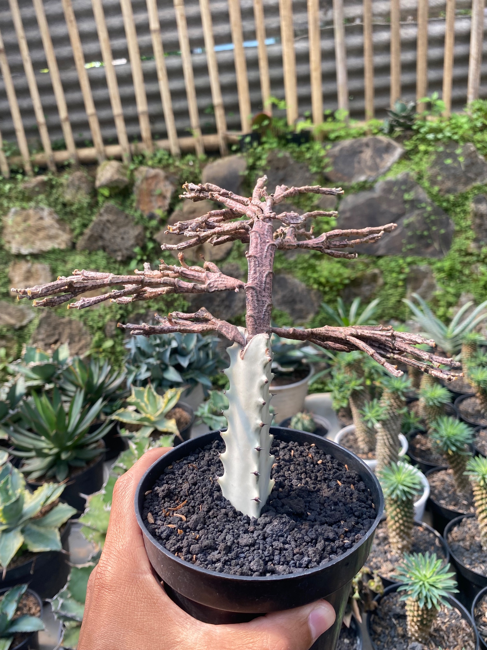 2429. Euphorbia Platyclada Grafting - Image 3