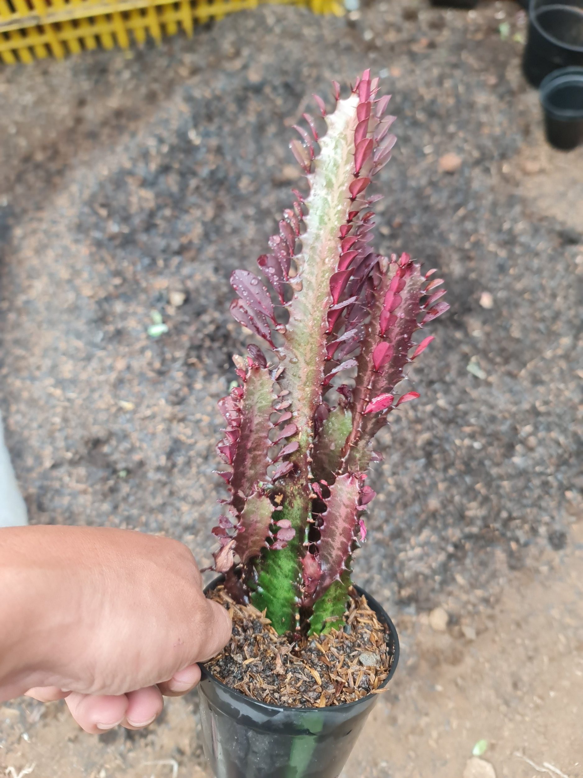 2351. Euphorbia Trigona Medium Size - Image 2