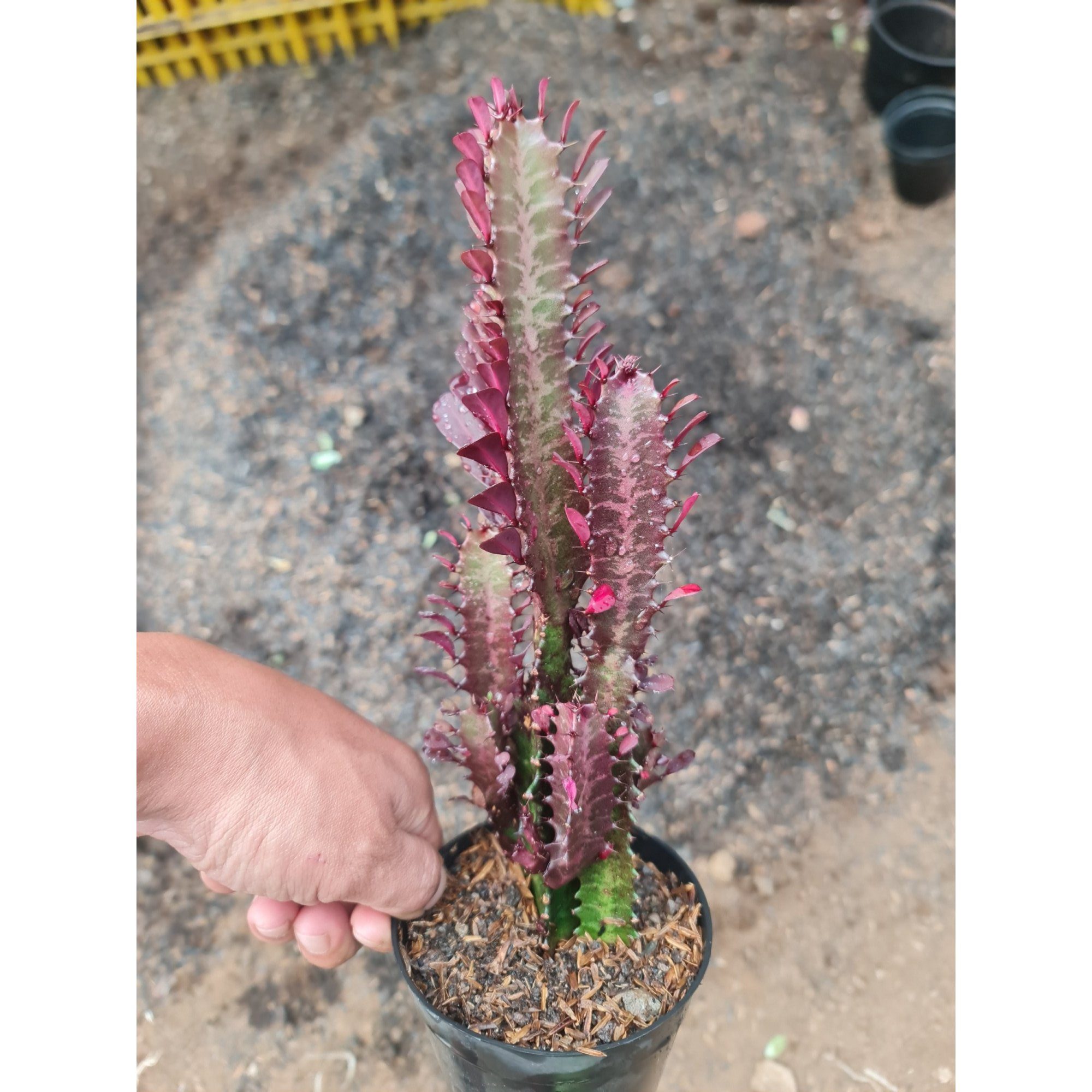 2351. Euphorbia Trigona Medium Size