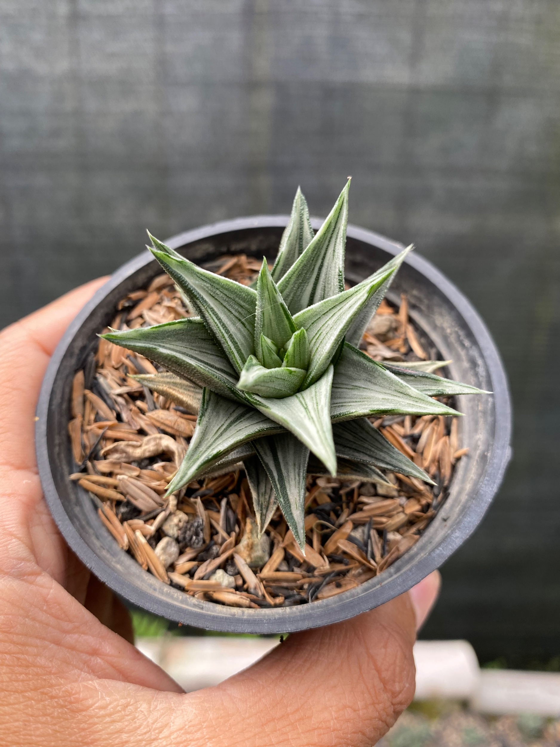2433. Haworthia Tortuosa Variegated - Image 2